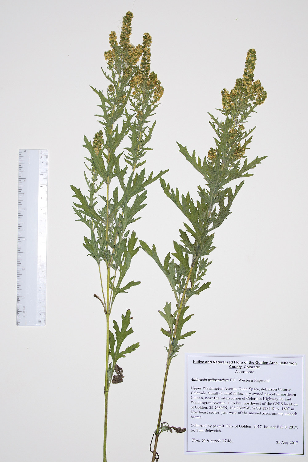 Asteraceae Ambrosia psilostachya