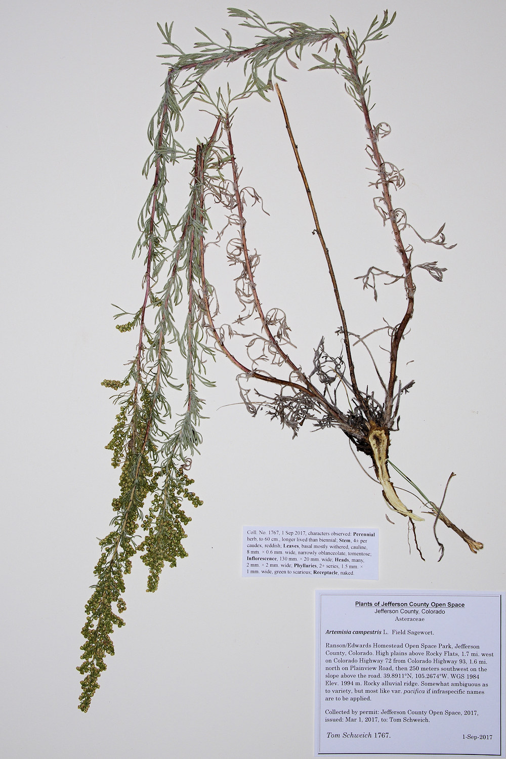 Asteraceae Artemisia campestris