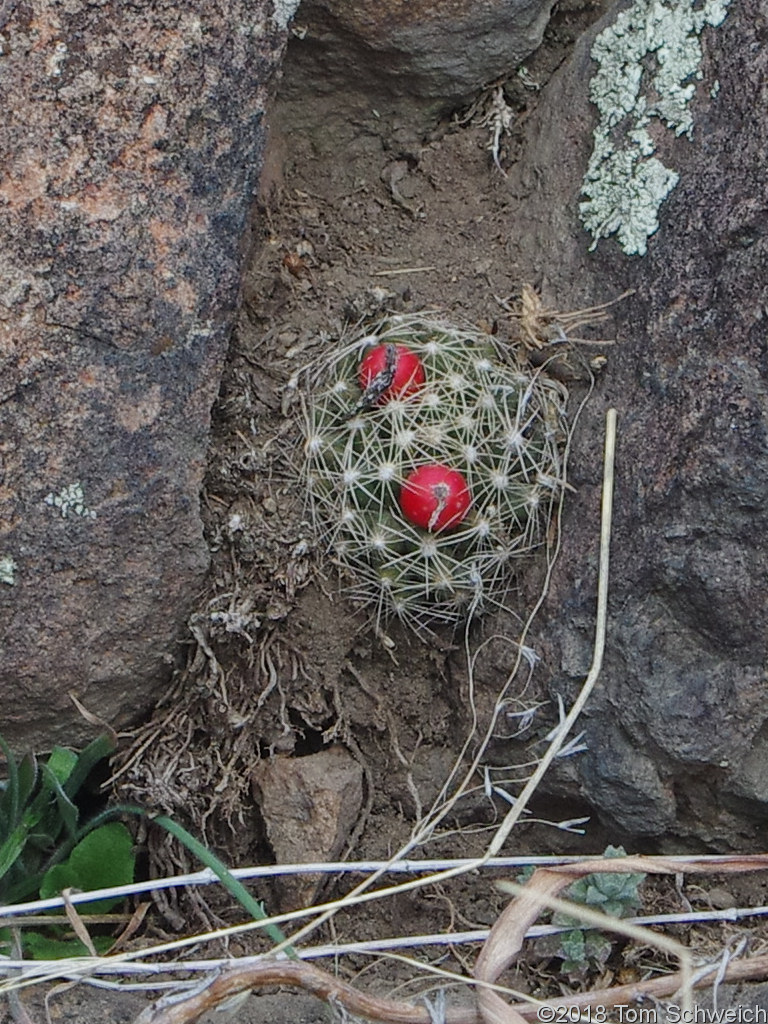 Cactaceae Escobaria missouriensis