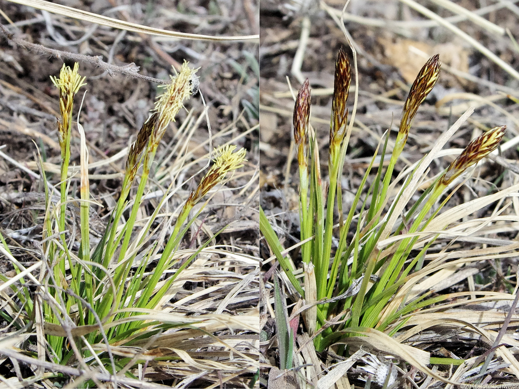 Cyperaceae Carex inops heliophila