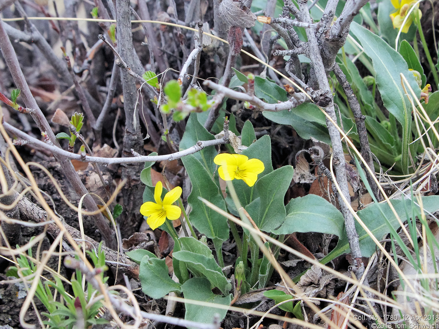 Violaceae Viola nuttallii