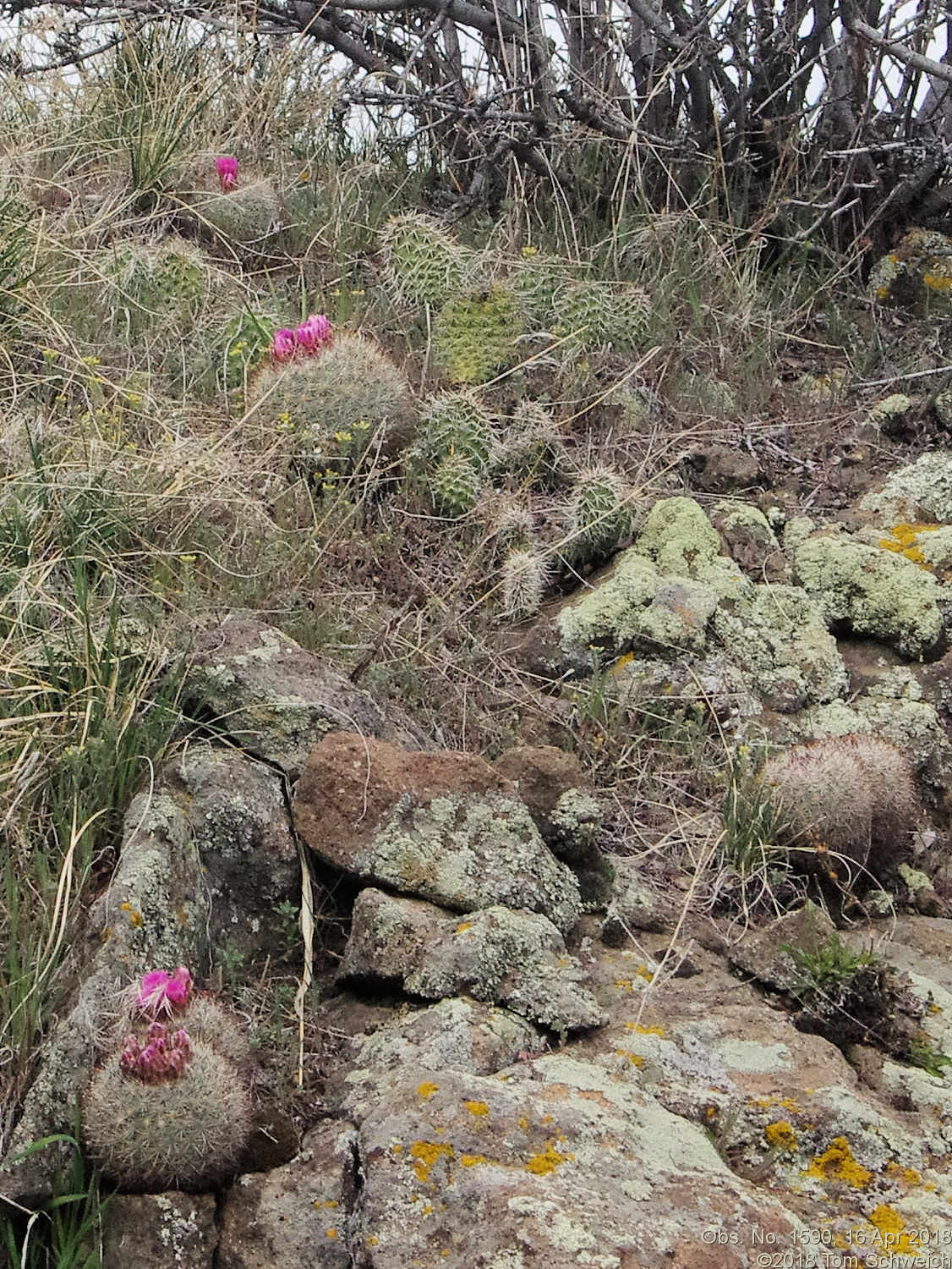 Cactaceae Pediocactus simpsonii