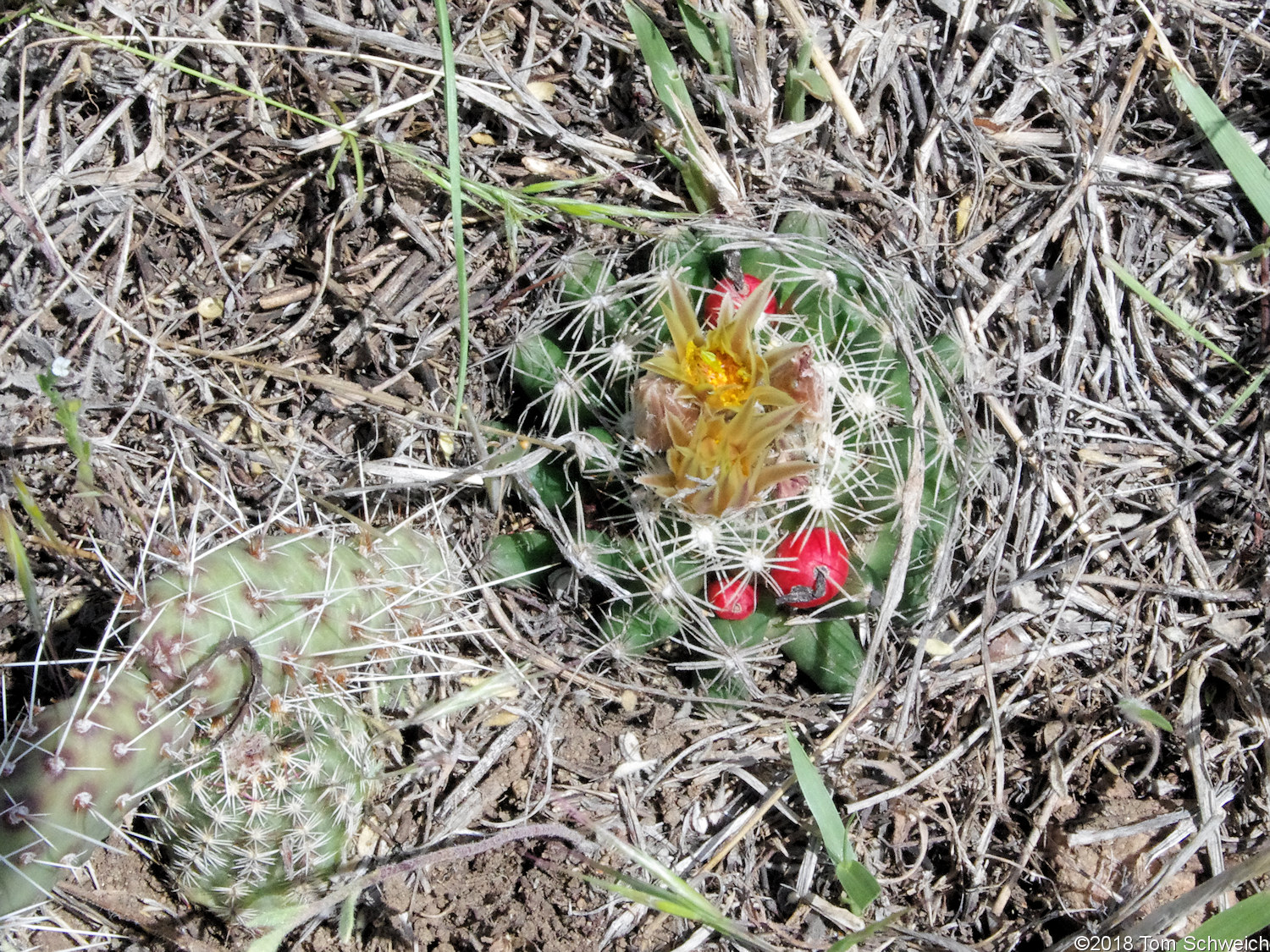 Cactaceae Escobaria missouriensis