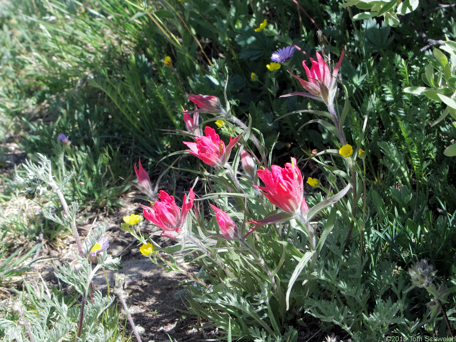 Orobanchaceae Castilleja rhexifolia