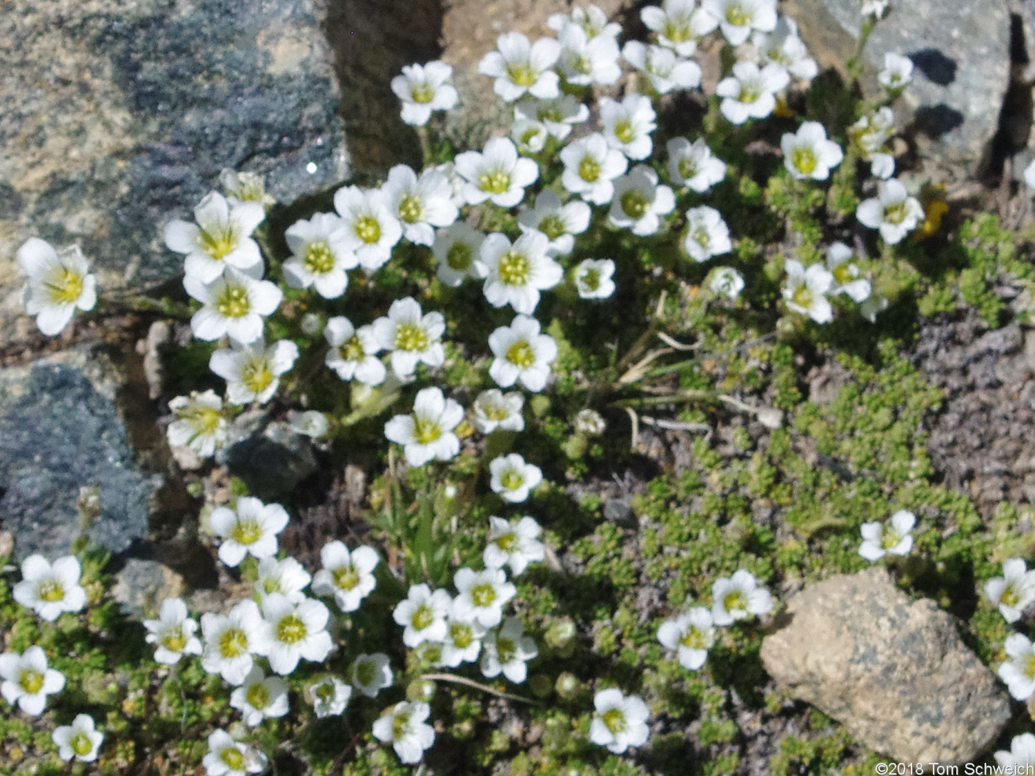 Caryophyllaceae Minuartia obtusiloba