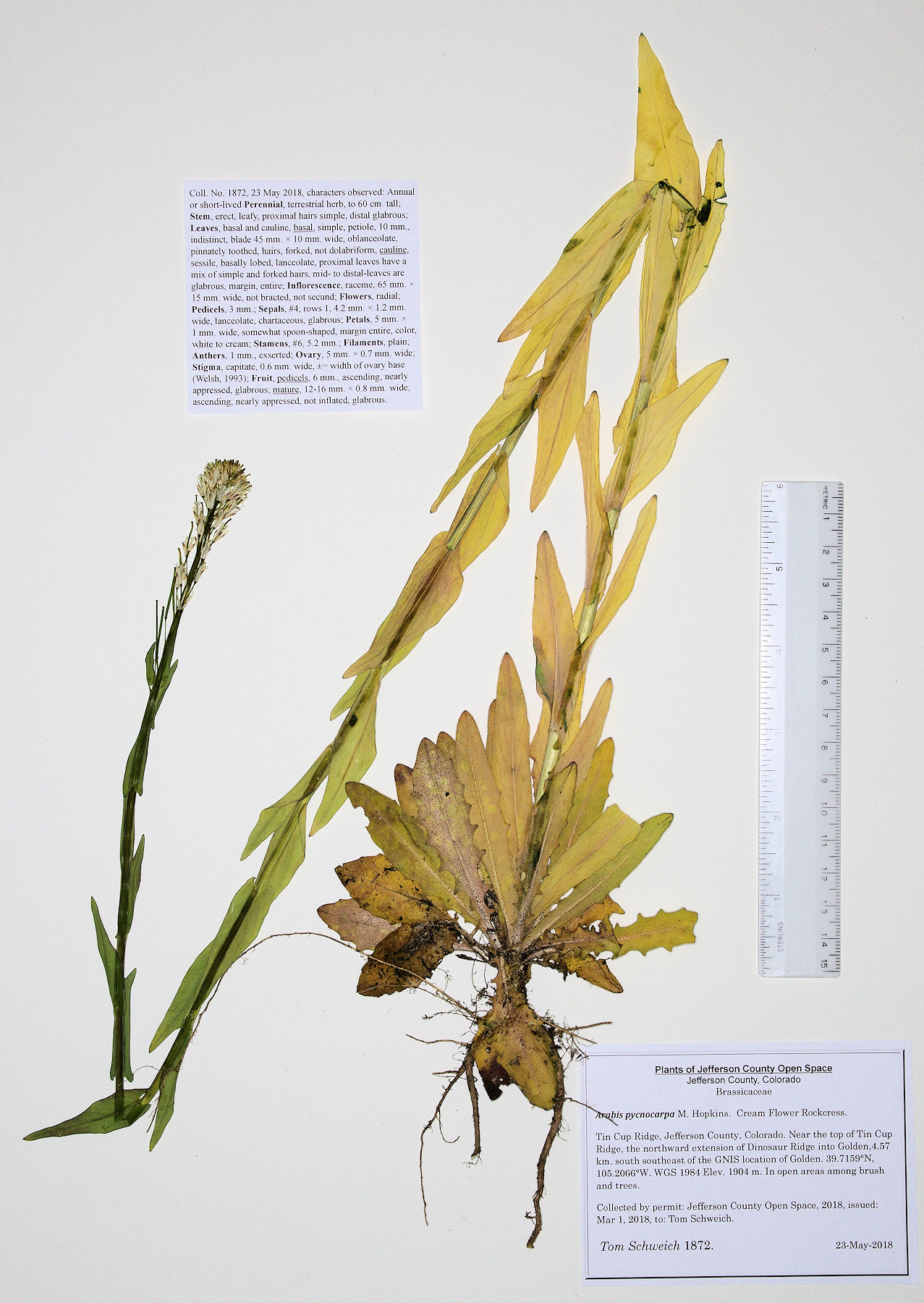 Brassicaceae Arabis pycnocarpa