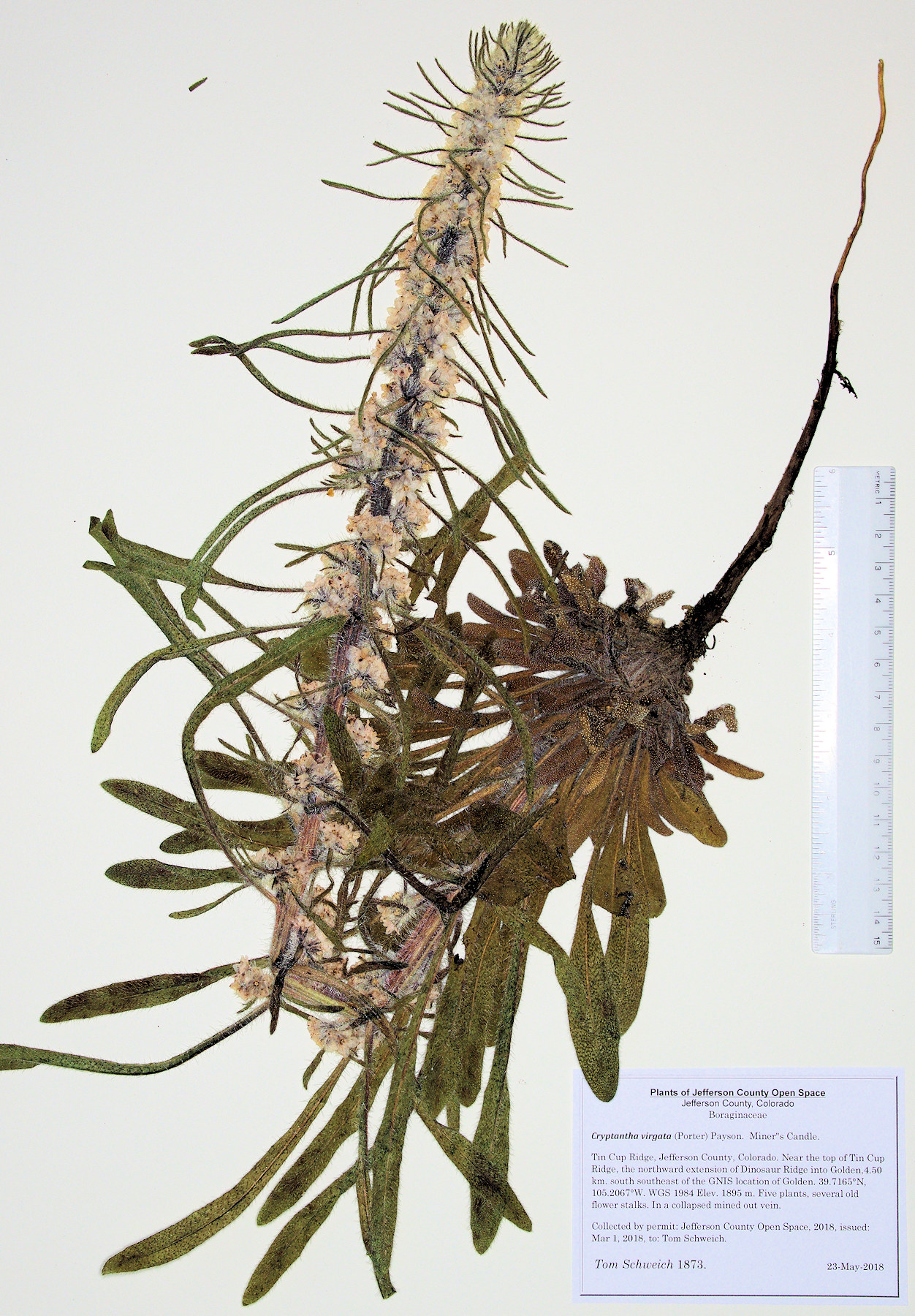 Boraginaceae Cryptantha virgata