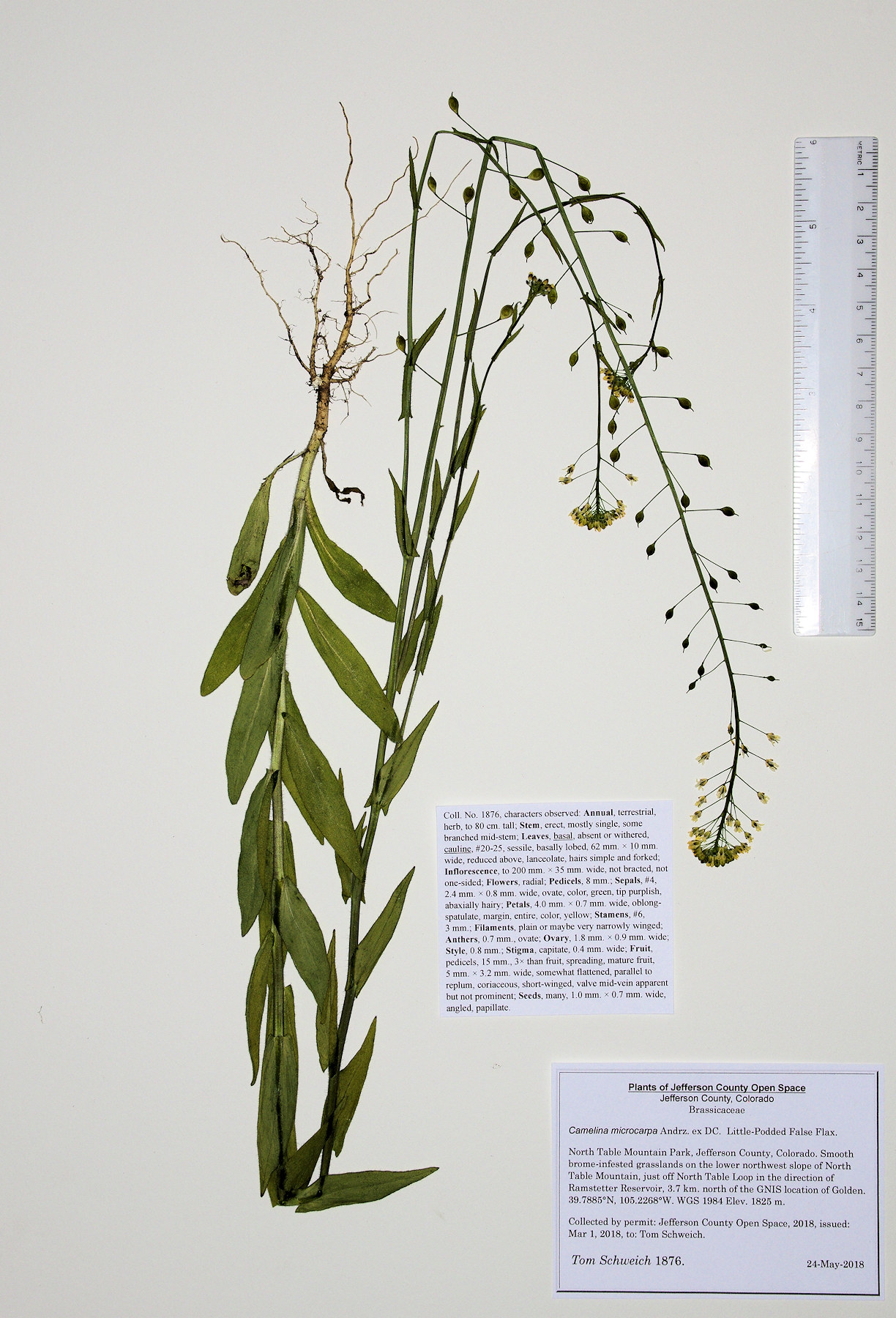 Brassicaceae Camelina microcarpa