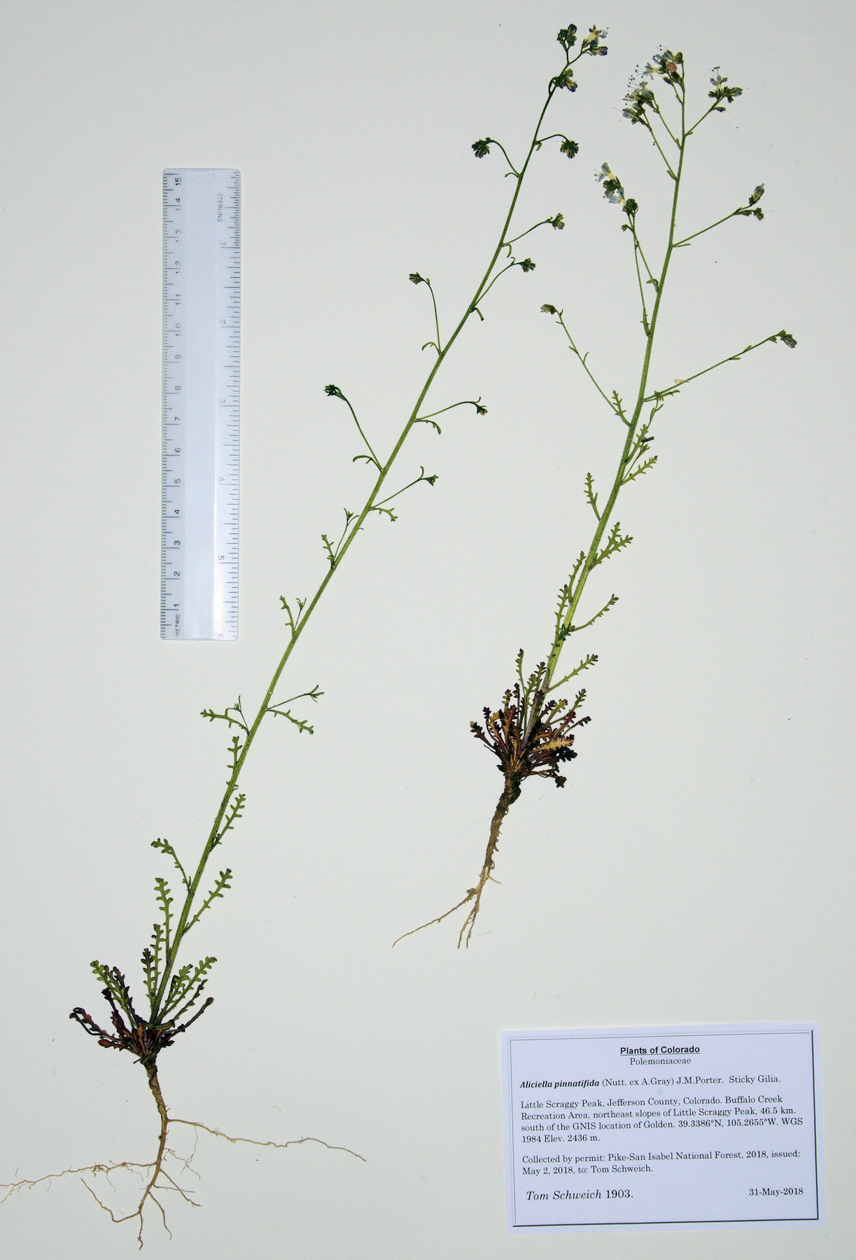 Polemoniaceae Aliciella pinnatifida