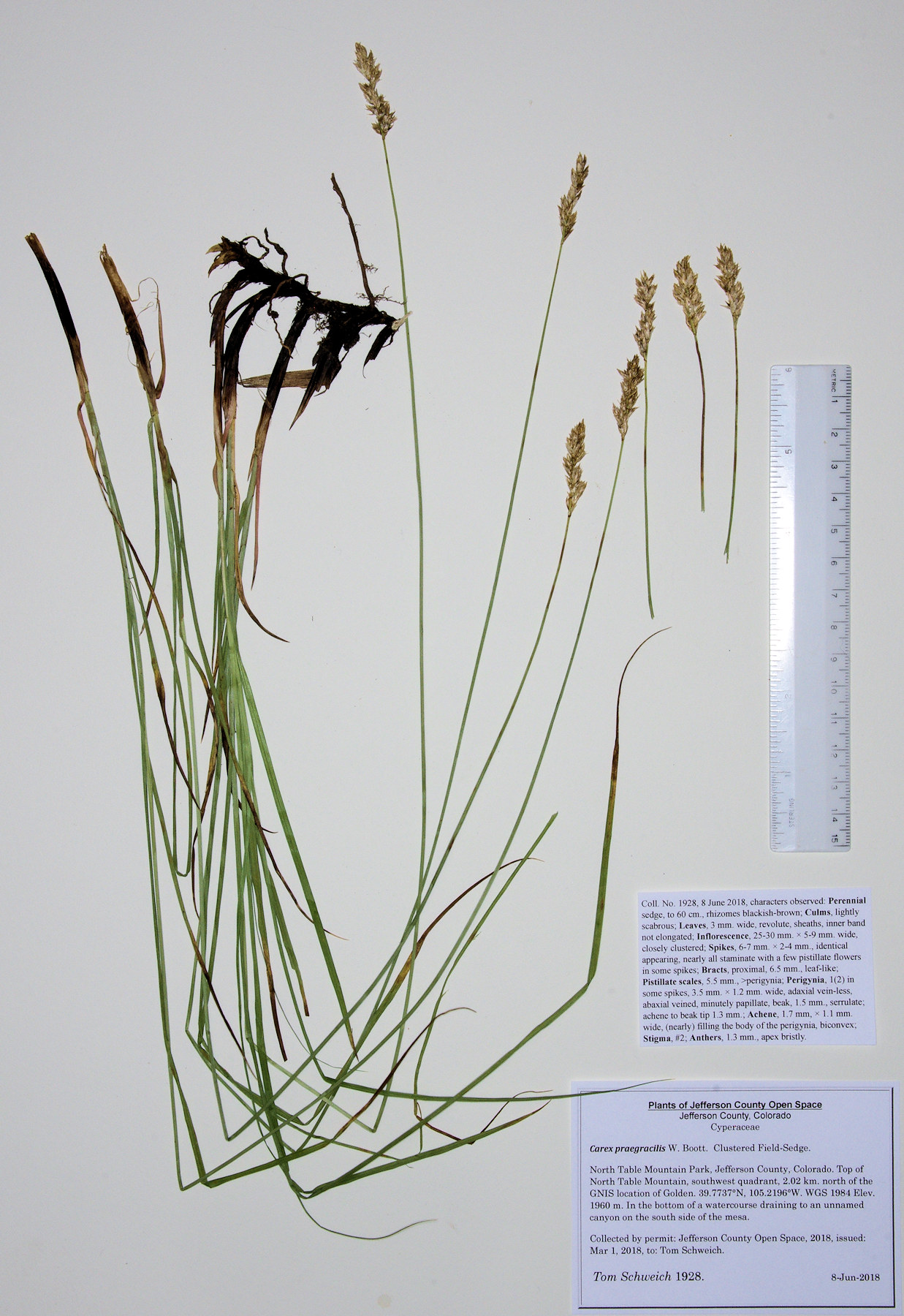 Cyperaceae Carex praegracilis