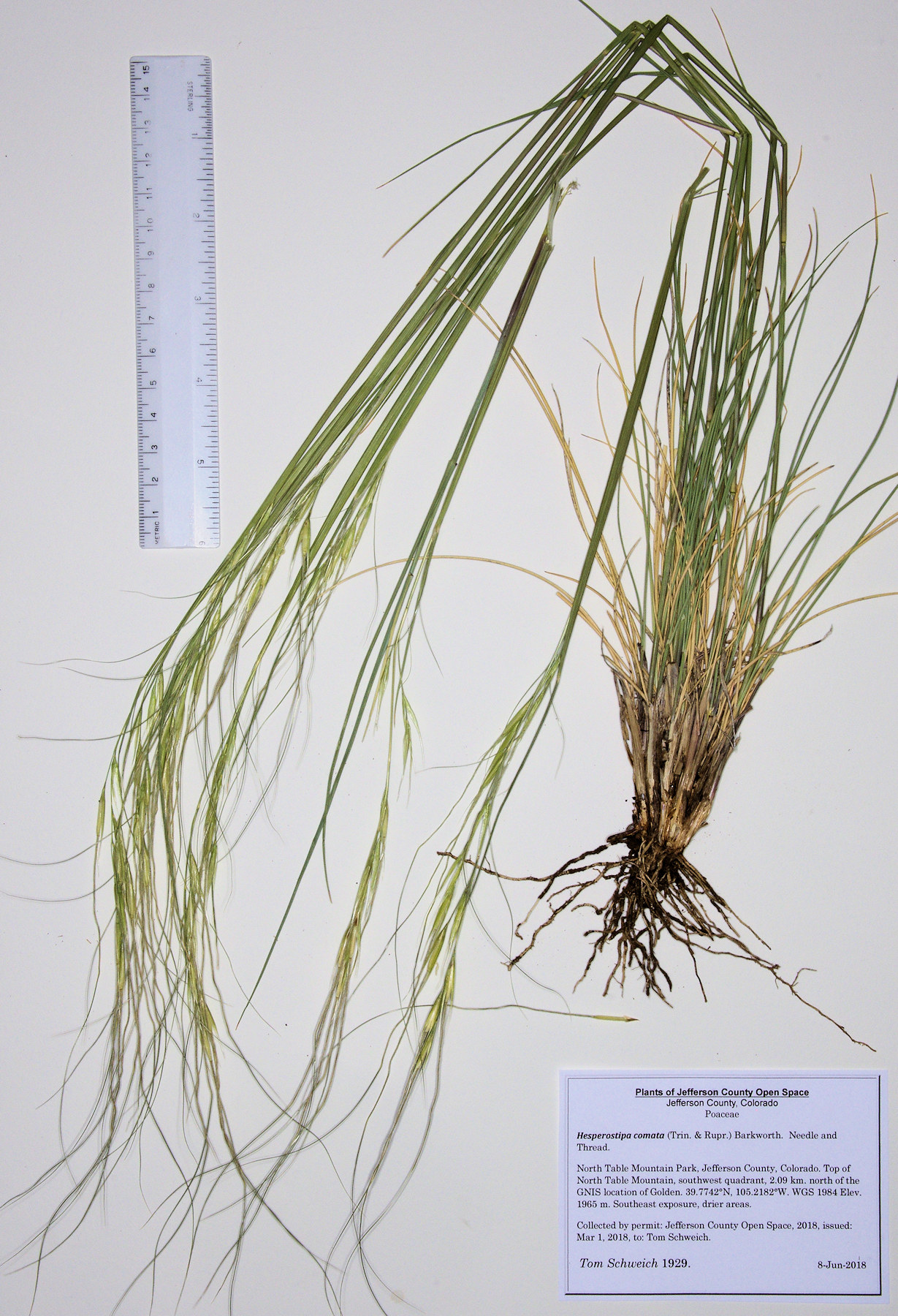 Poaceae Hesperostipa comata