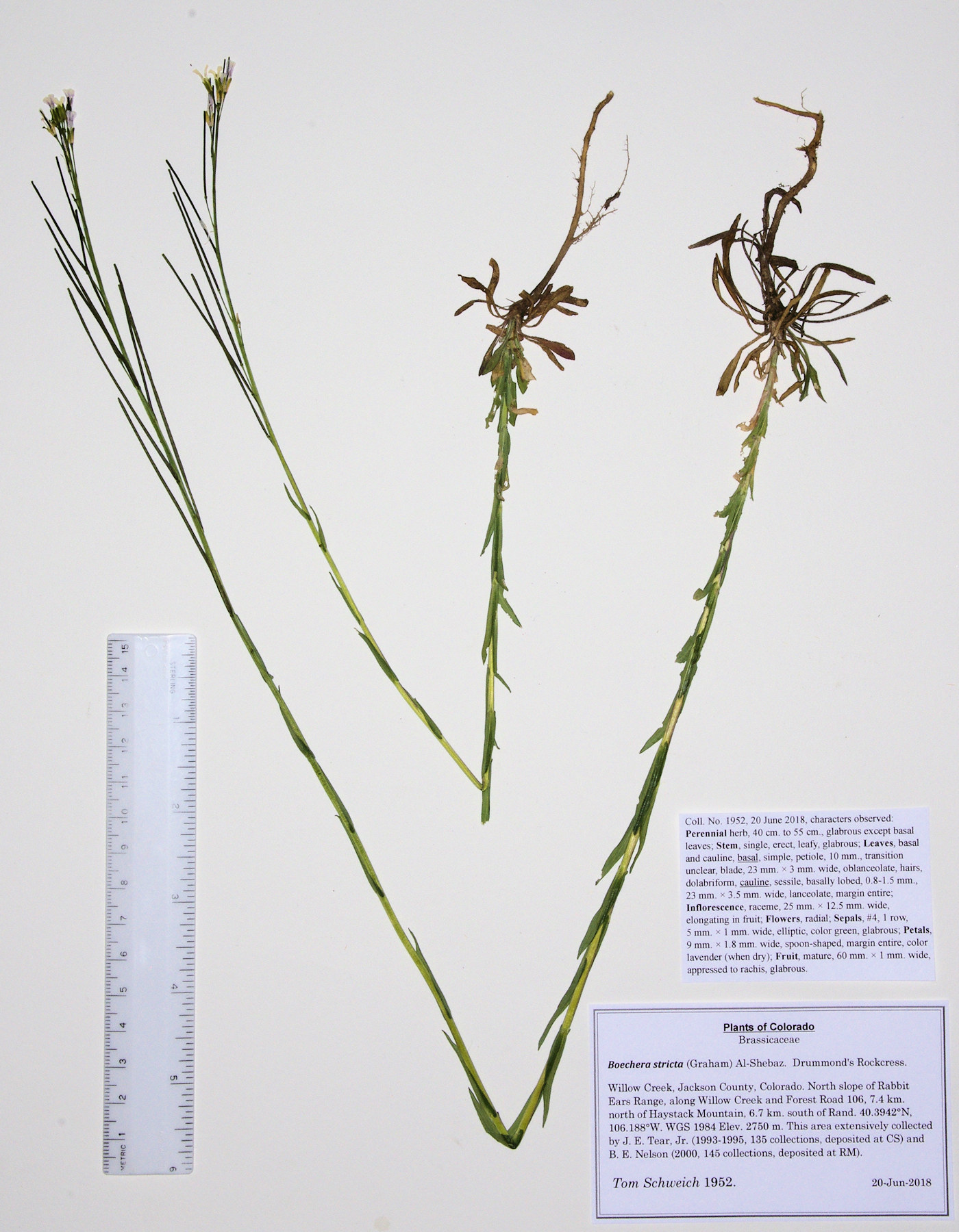 Brassicaceae Boechera stricta