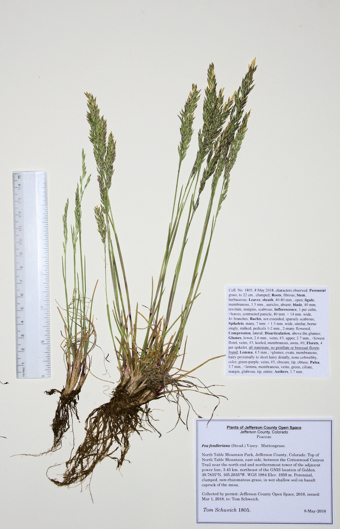 Poaceae Poa fendleriana