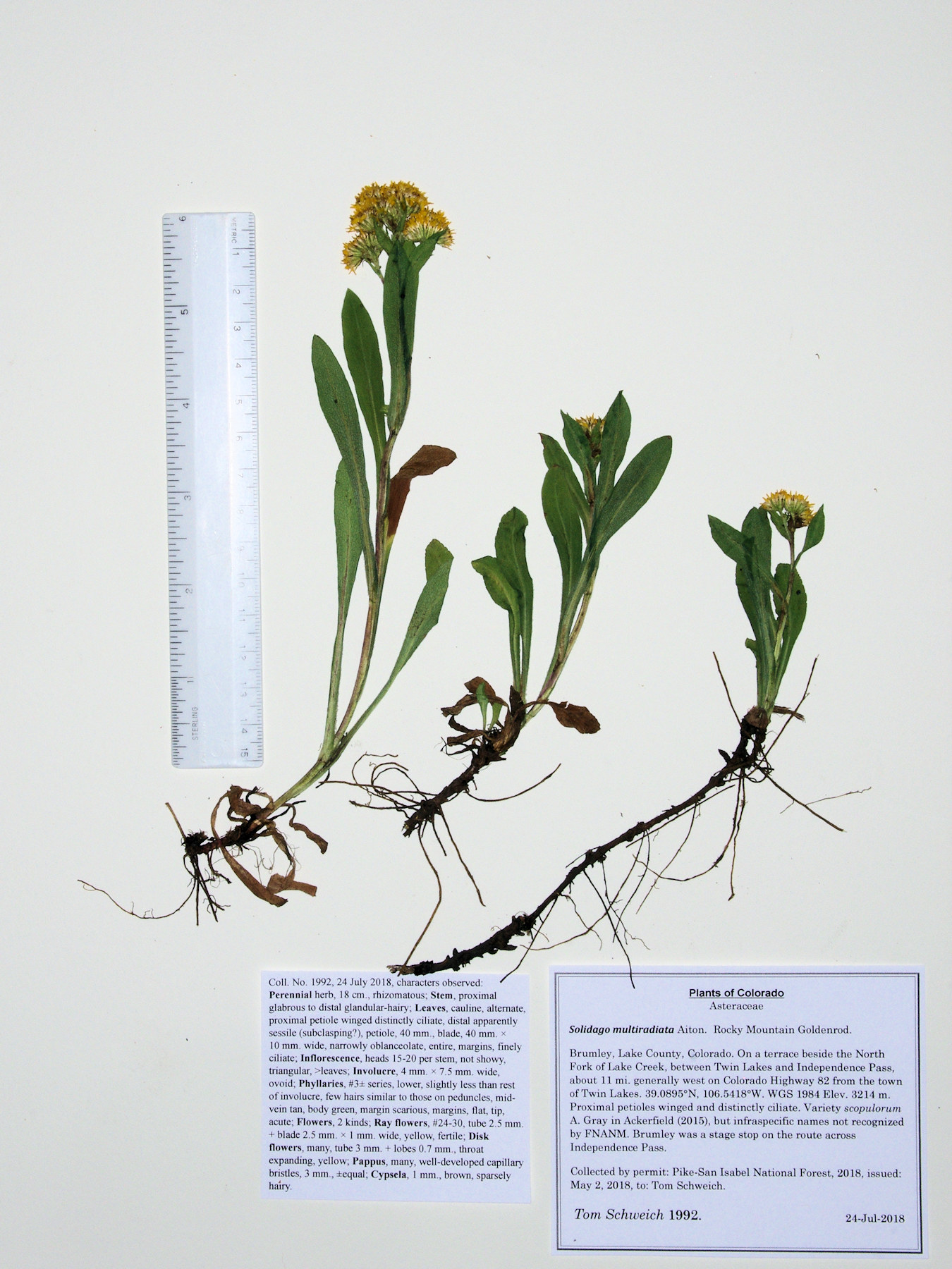 Asteraceae Solidago multiradiata