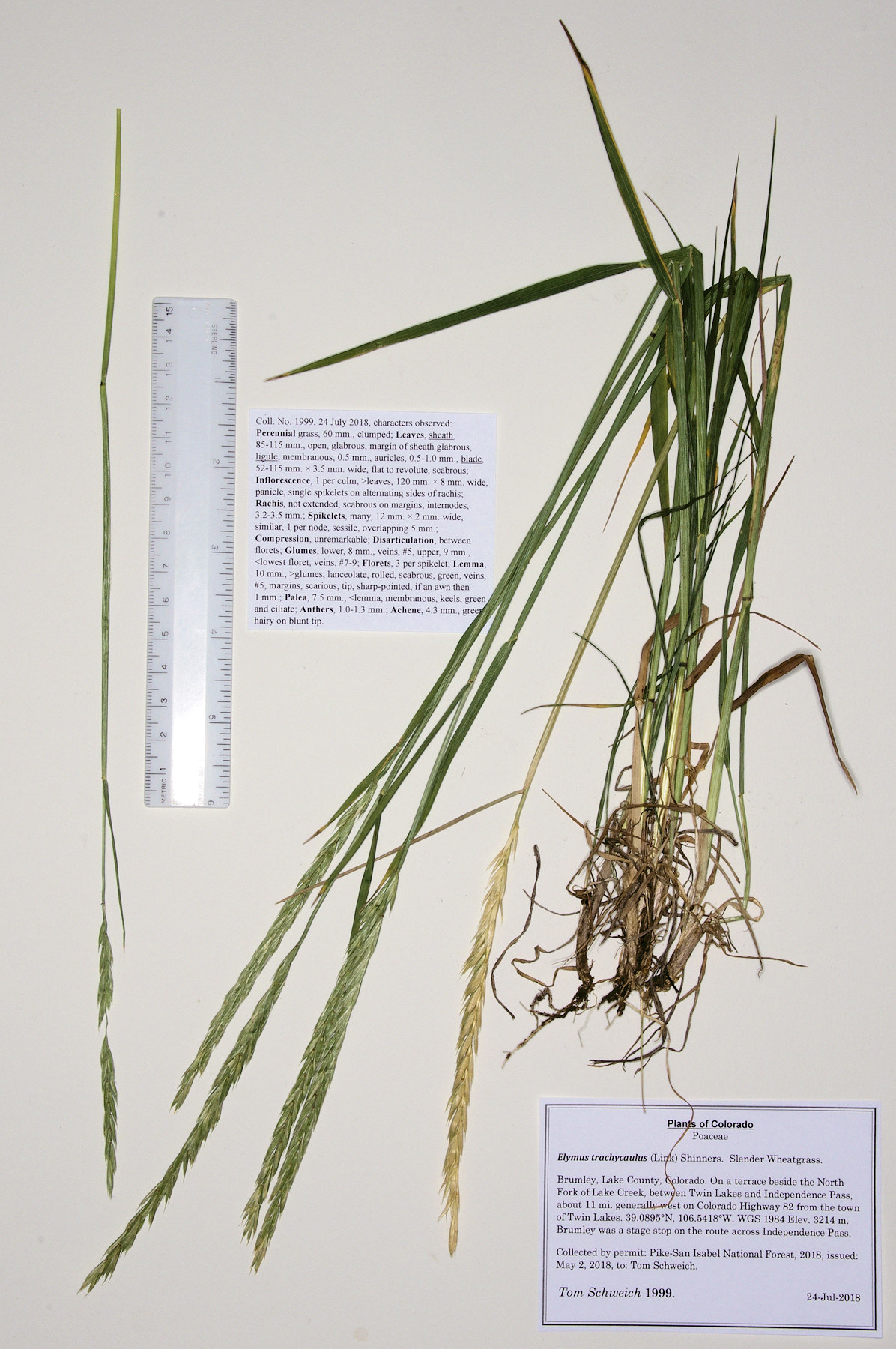 Poaceae Elymus trachycaulis