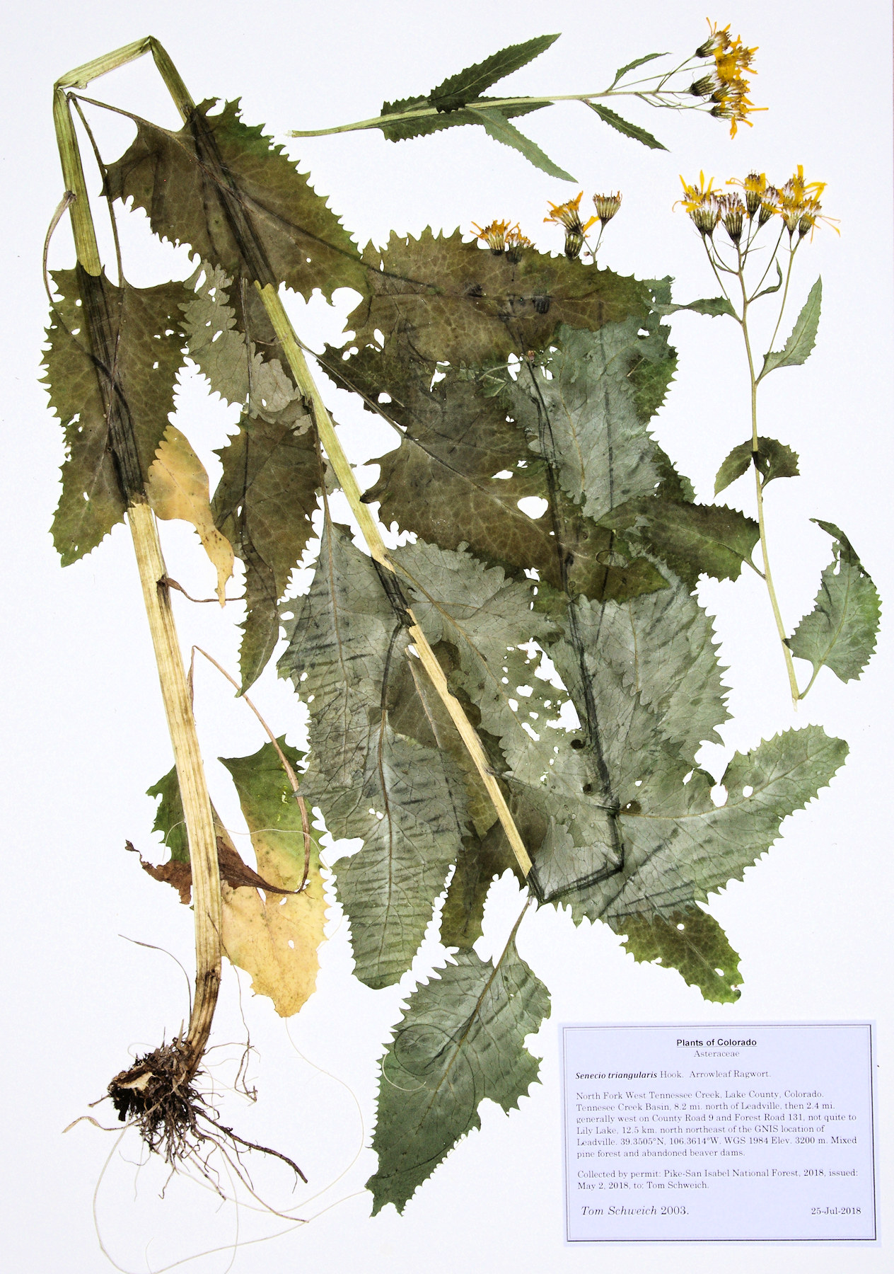 Asteraceae Senecio triangularis