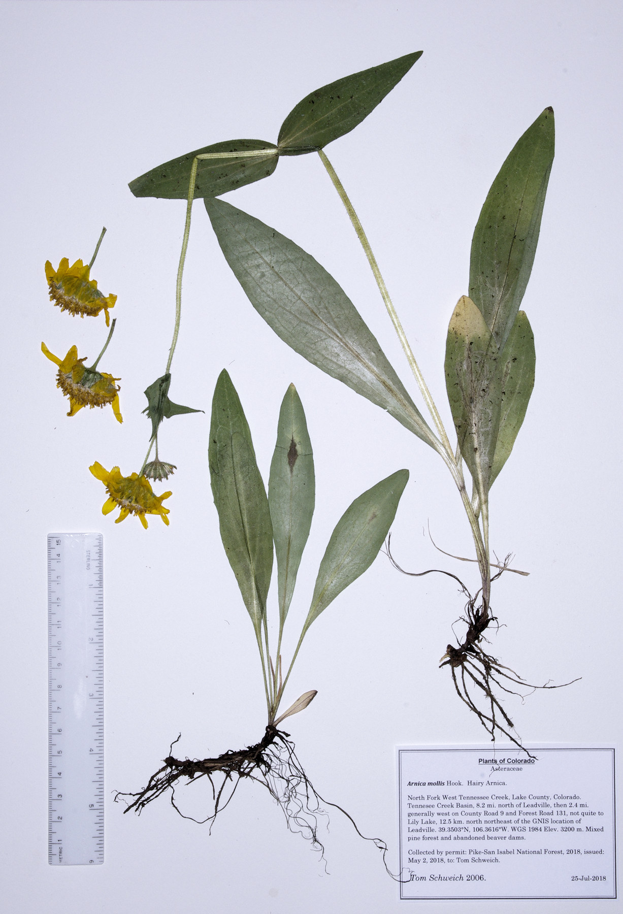 Asteraceae Arnica mollis