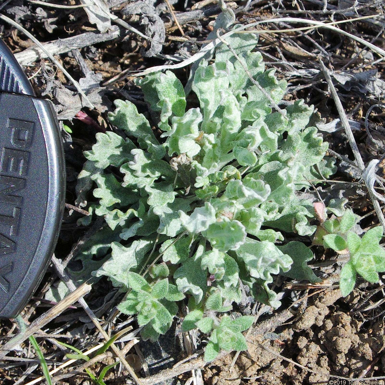 Asteraceae Packera fendleri