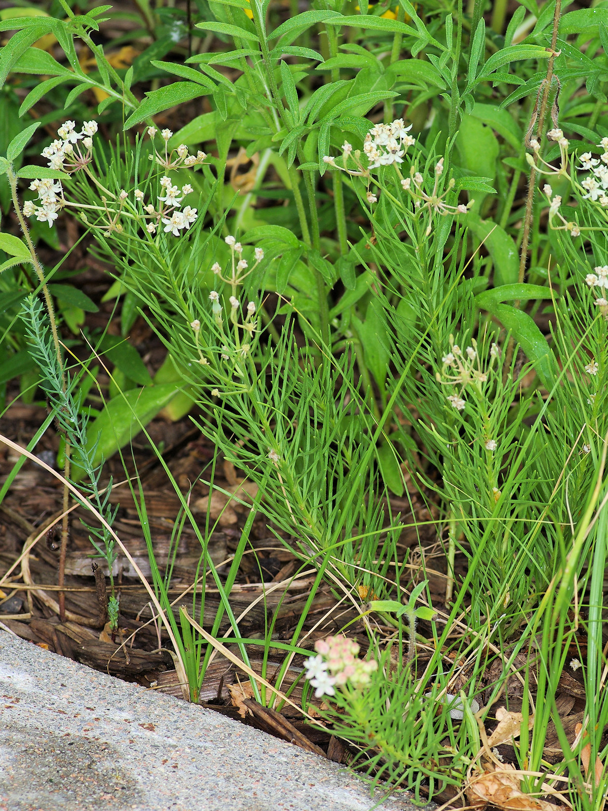 Asclepiadaceae Asclepias pumila