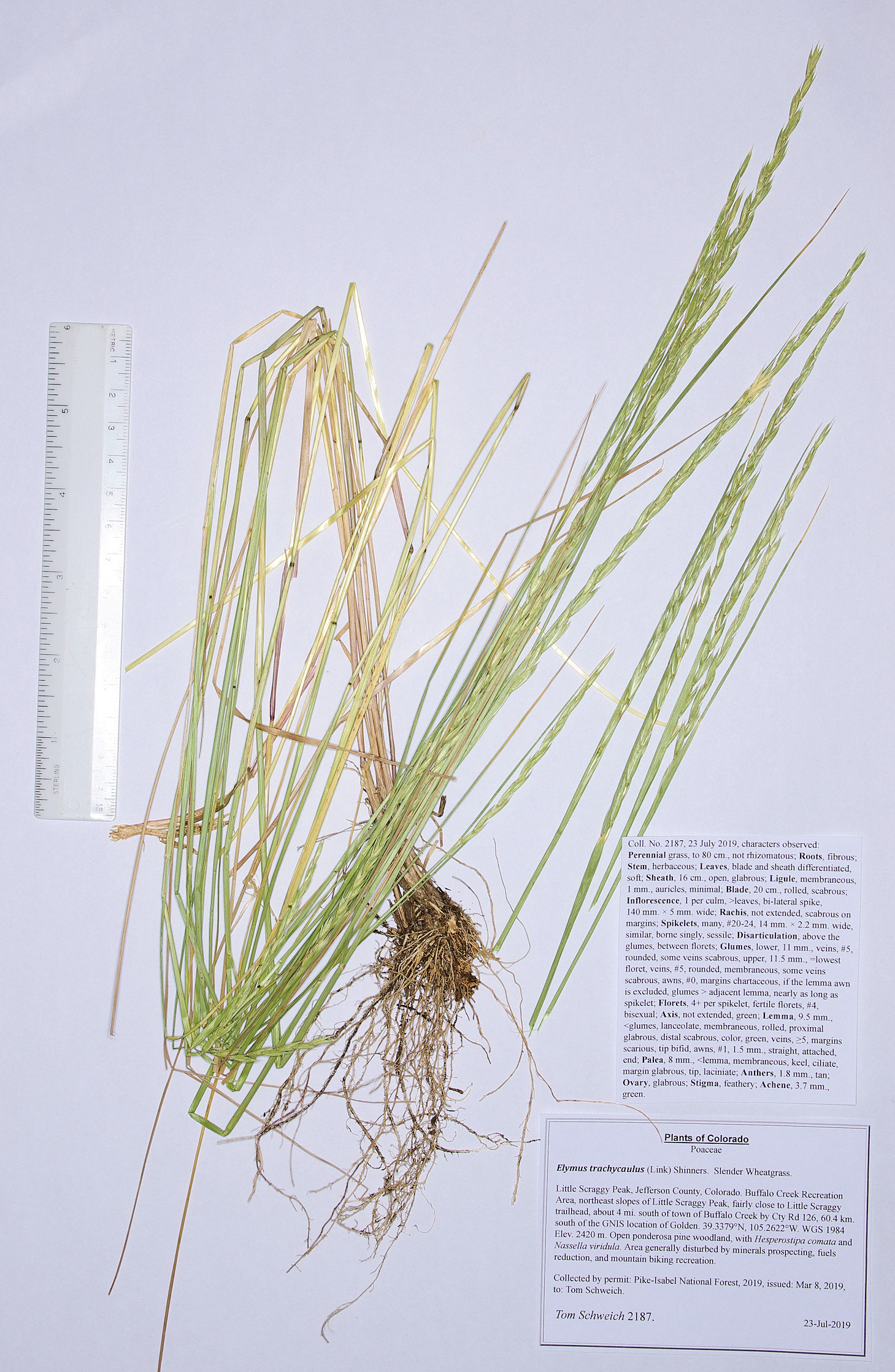 Poaceae Elymus trachycaulus