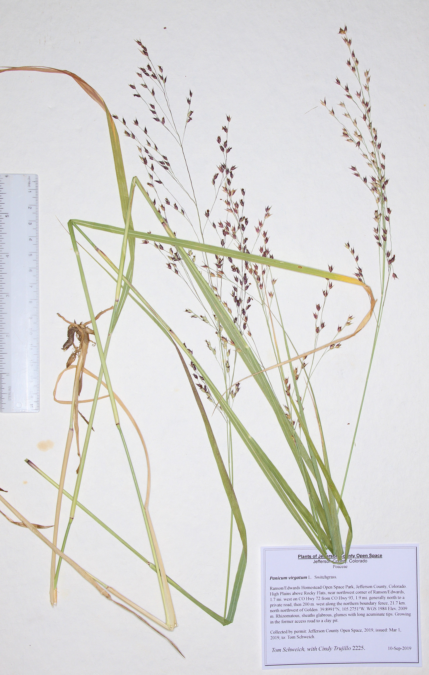 Poaceae Panicum virgatum