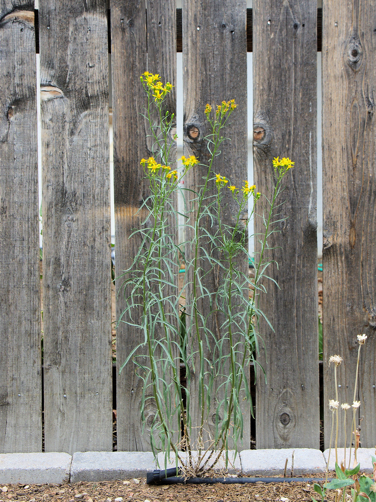 Asteraceae Senecio spartioides