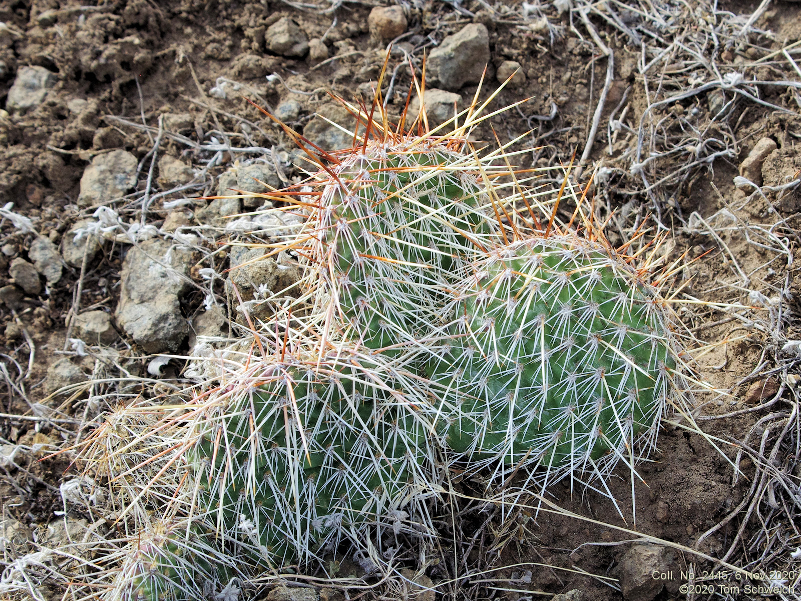 Cactaceae Opuntia polyacantha