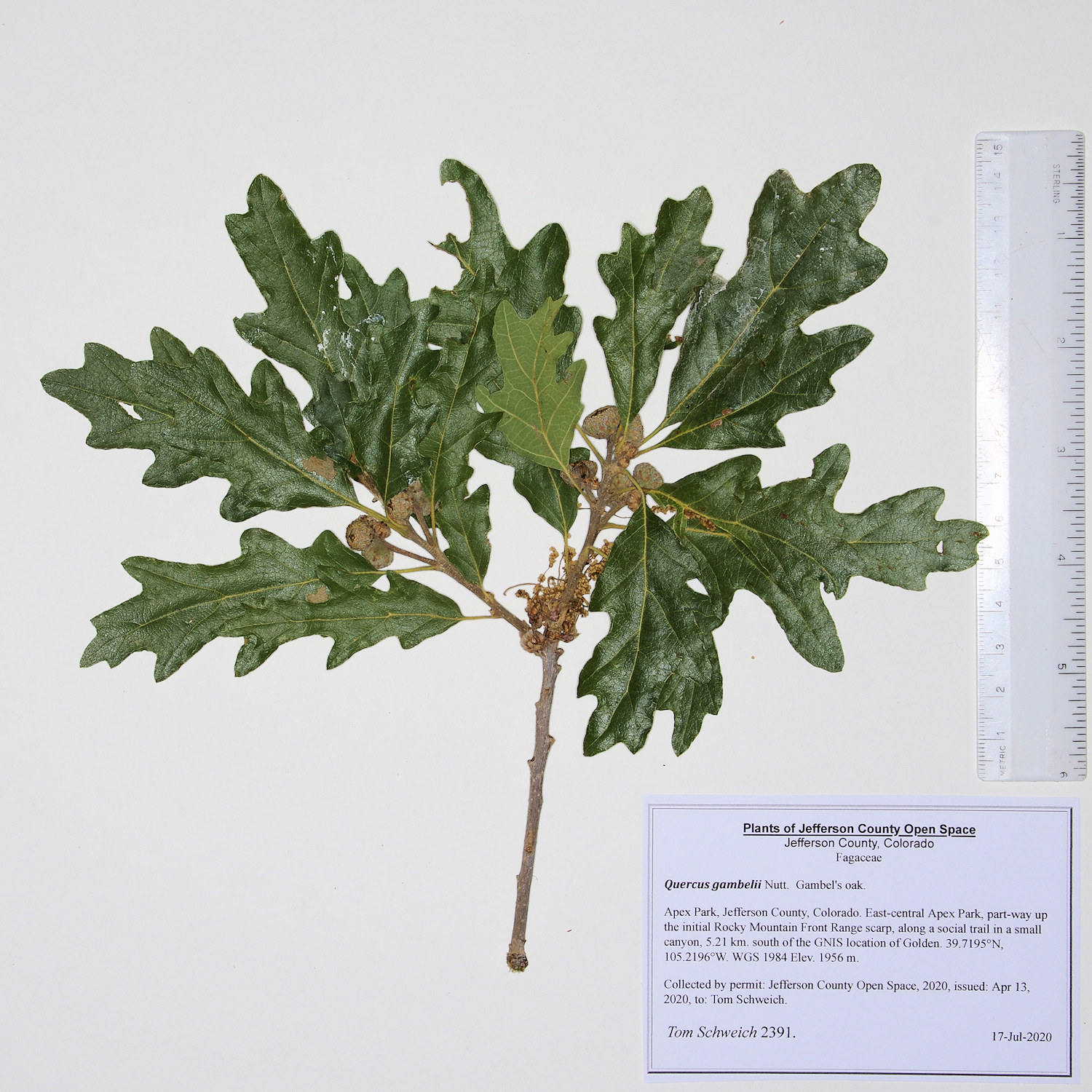 Fagaceae Quercus gambelii