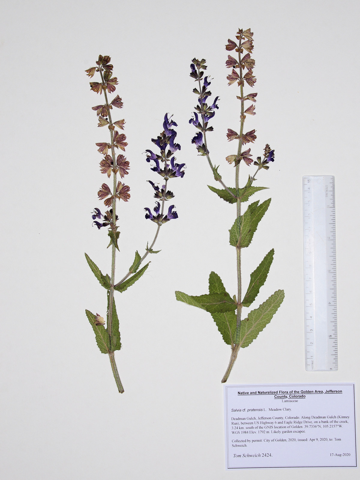 Lamiaceae Salvia pratensis