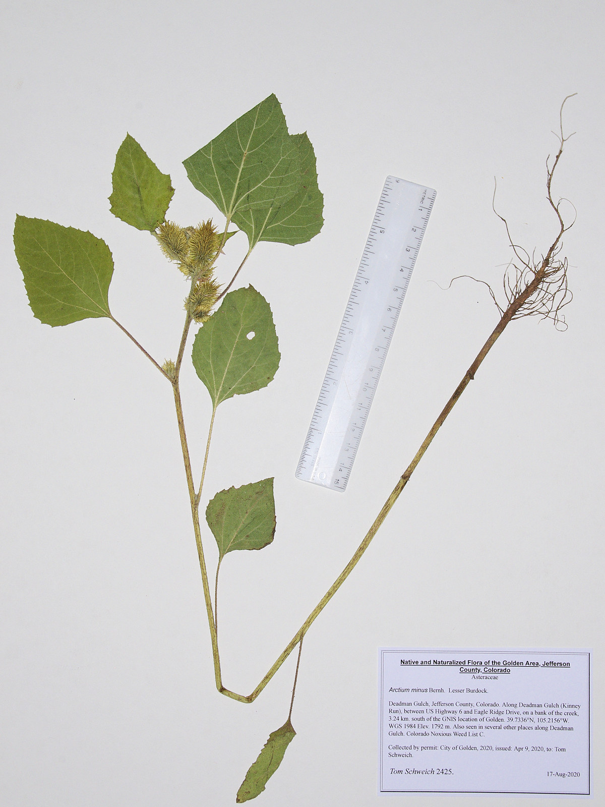 Asteraceae Arctium minus