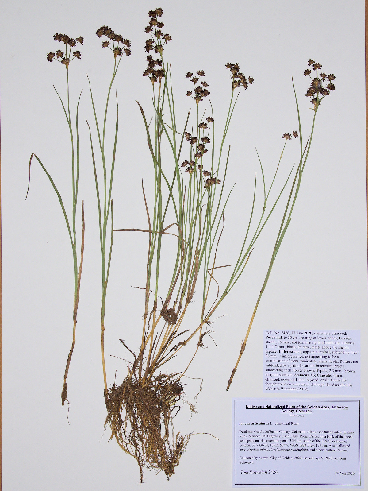 Juncaceae Juncus articulatus