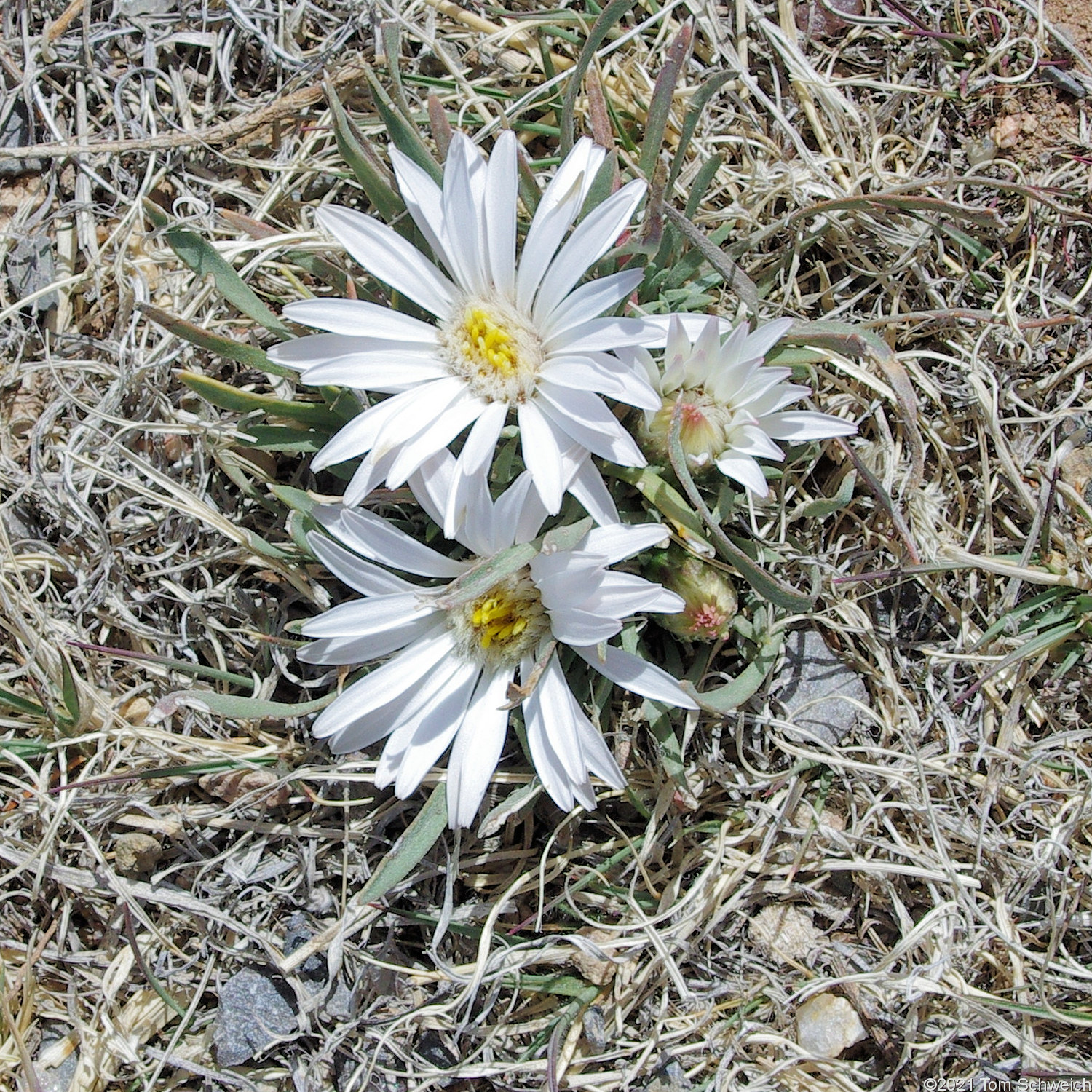 Asteraceae Townsendia exscapa