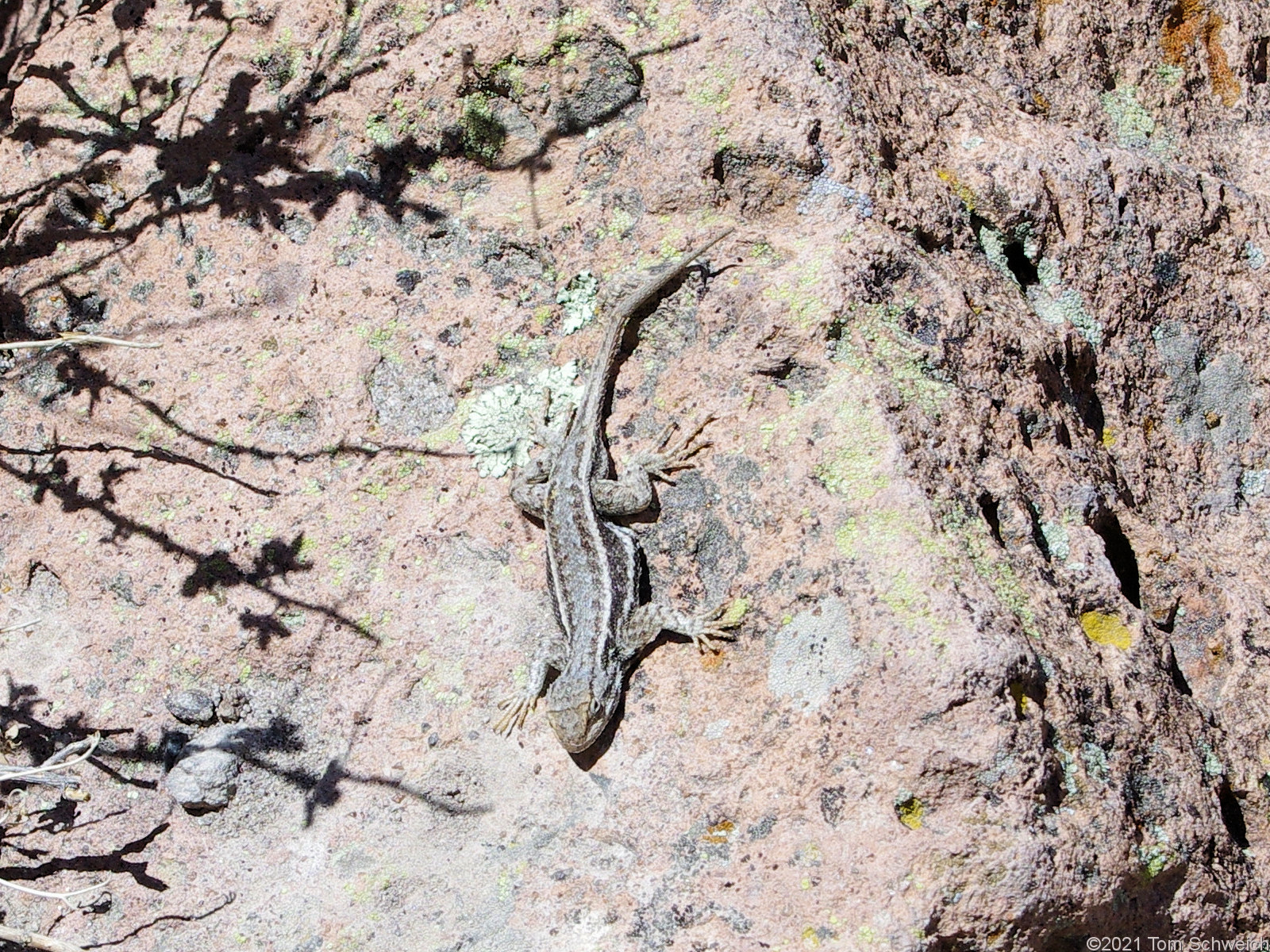 Sceloporus cowlesi