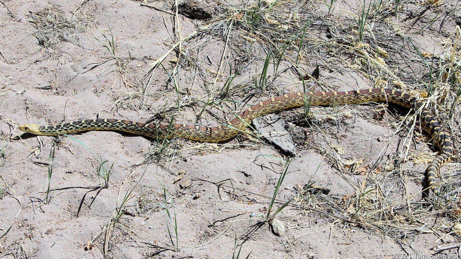 Pituophis catenefir