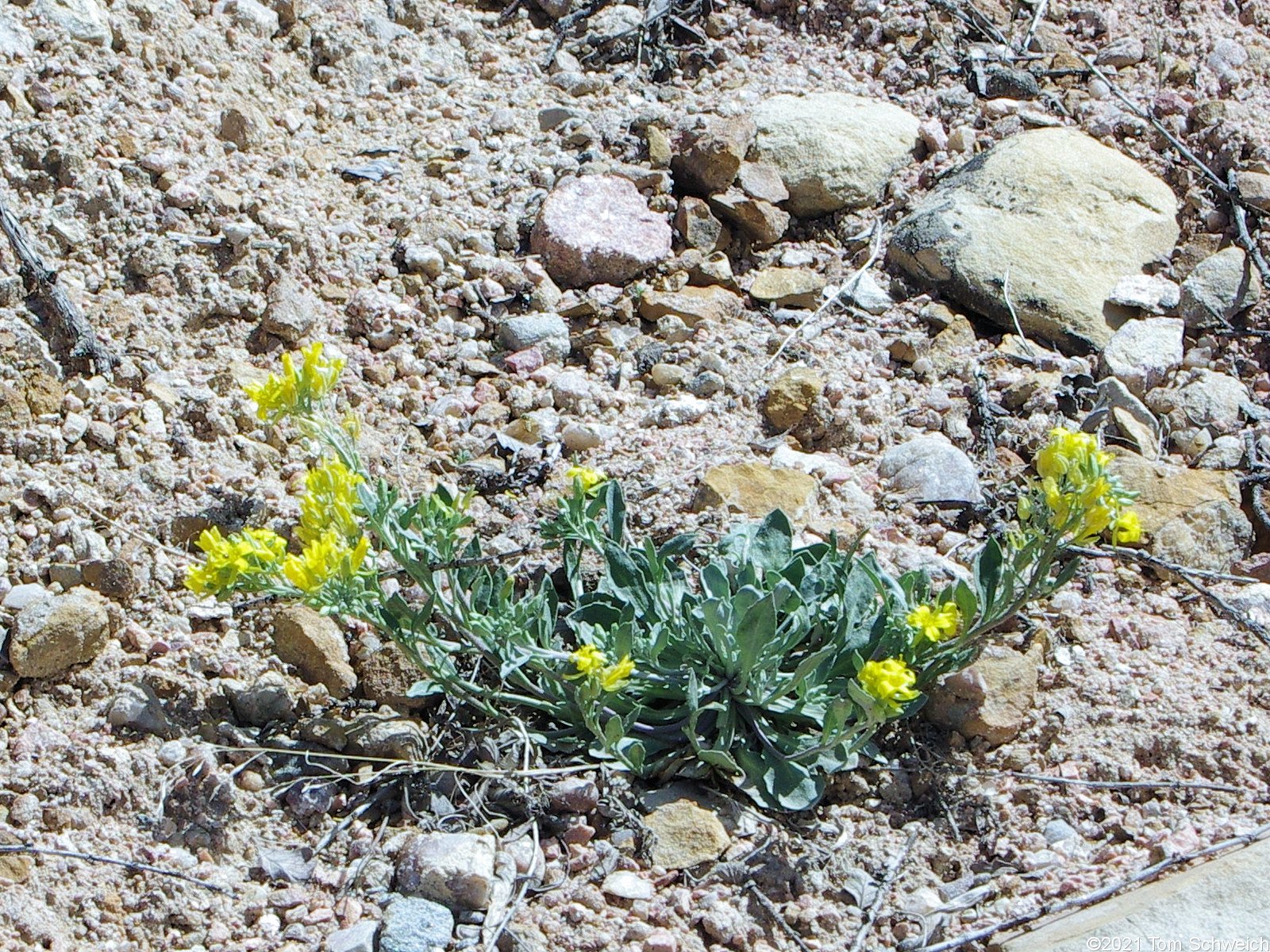 Brassicaceae Physaria