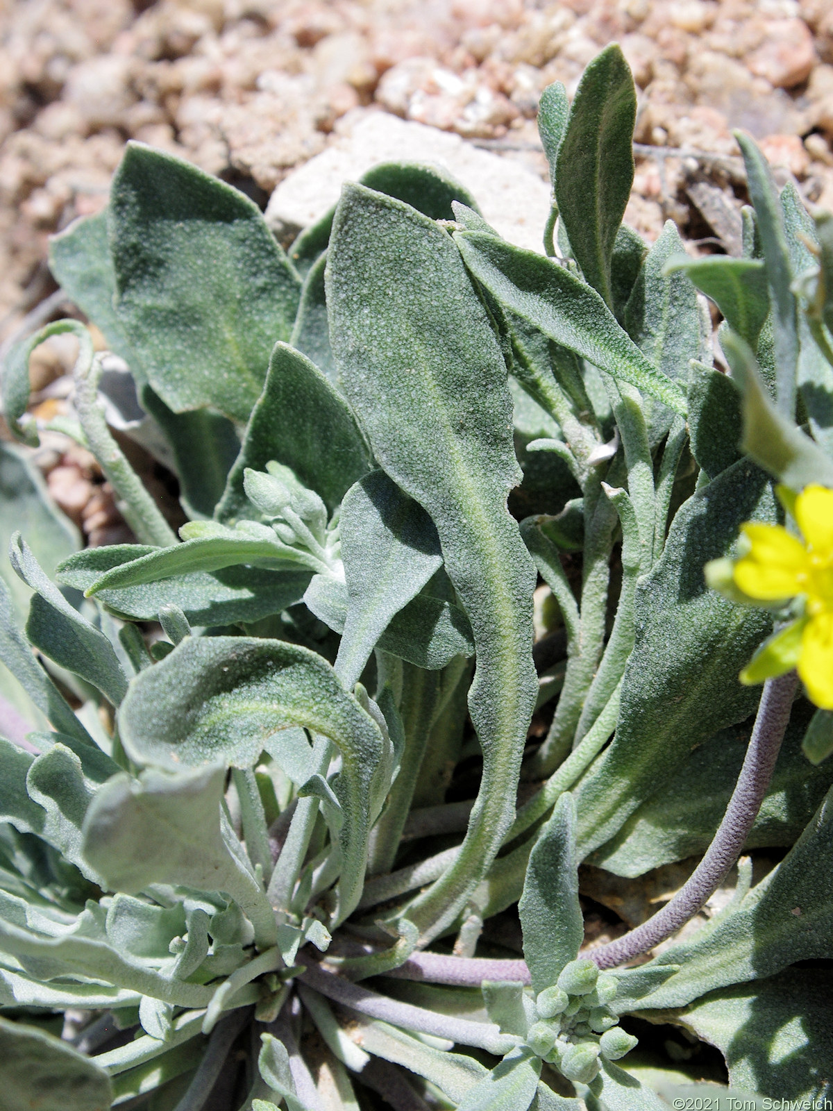 Brassicaceae Physaria