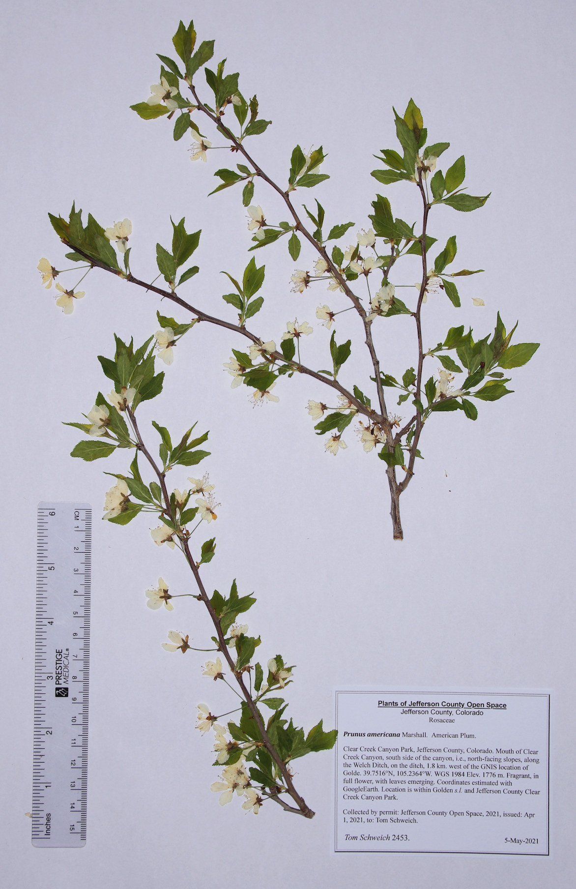 Rosaceae Prunus americana