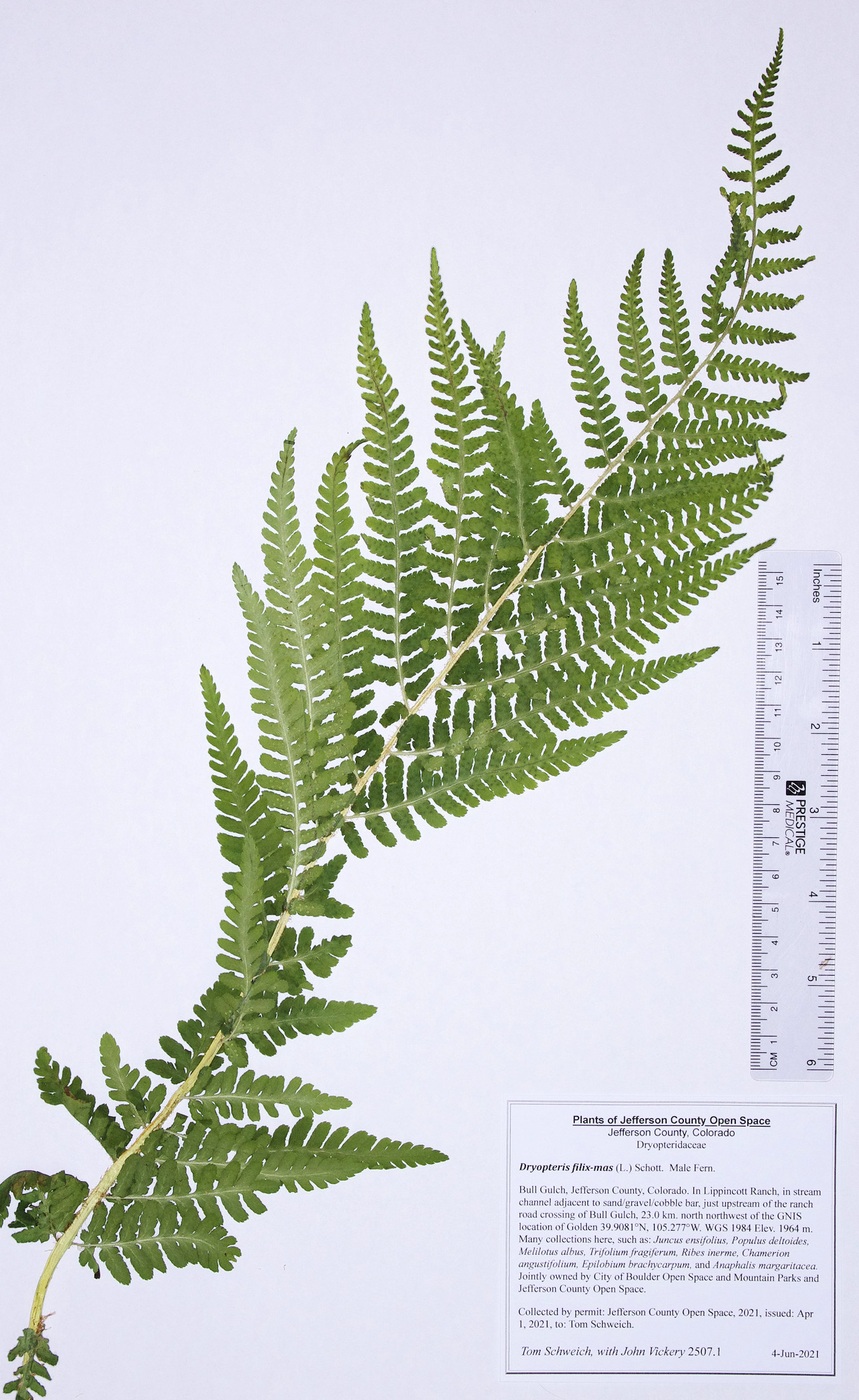 Dryopteridaceae Dryopteris filix-mas