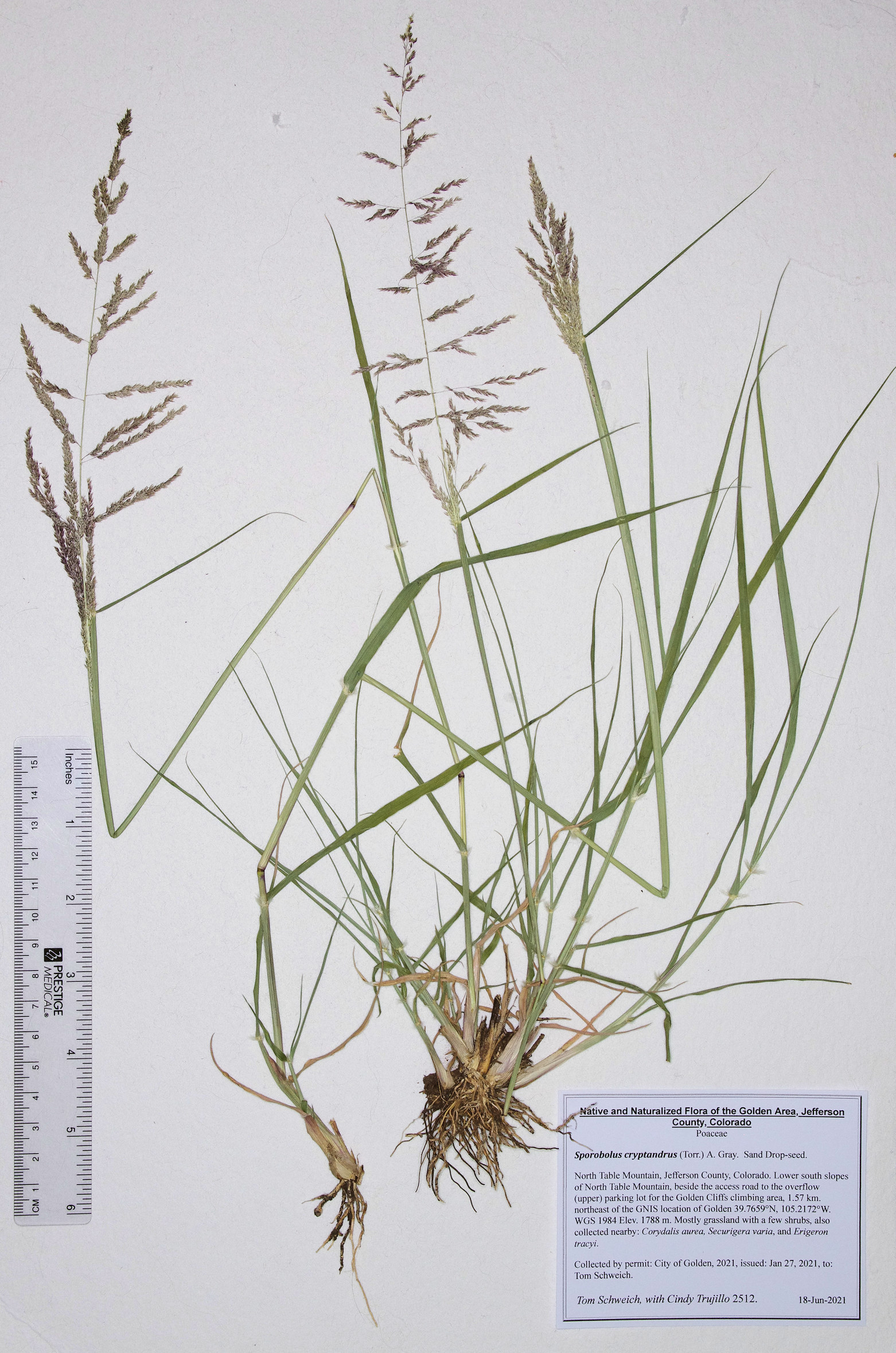 Poaceae Sporobolus cryptandrus