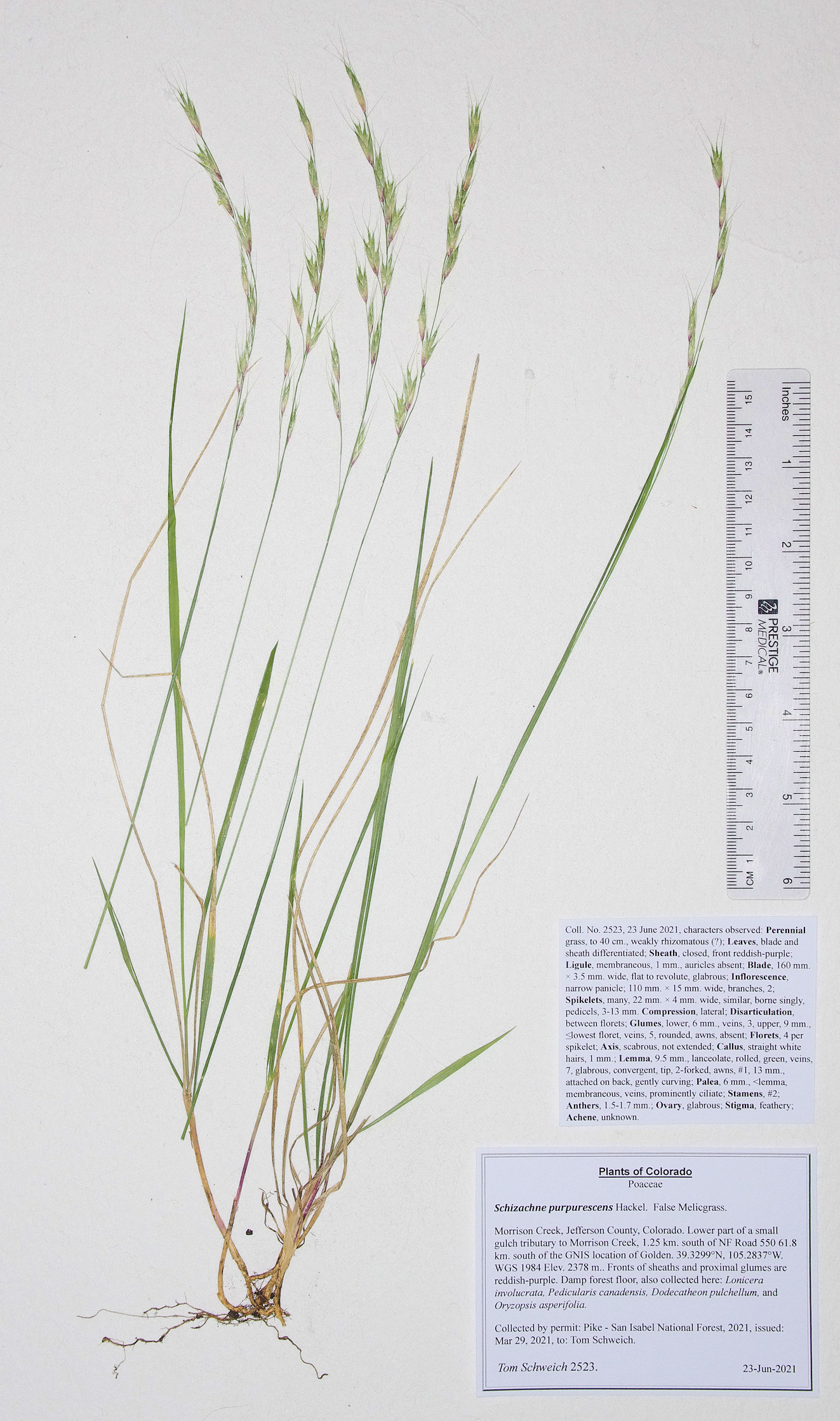 Poaceae Schizachne purpurescens