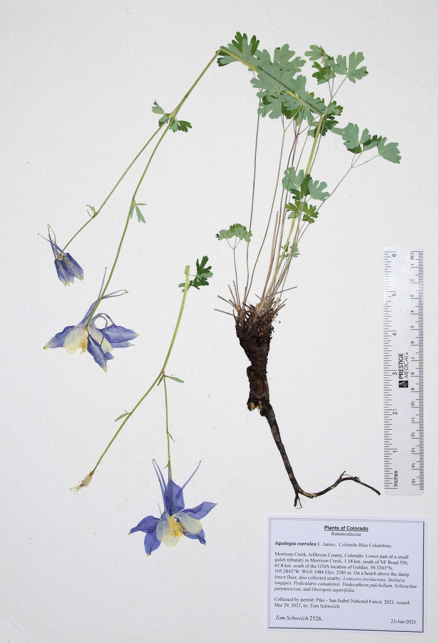 Ranunculaceae Aquilegia coerulea