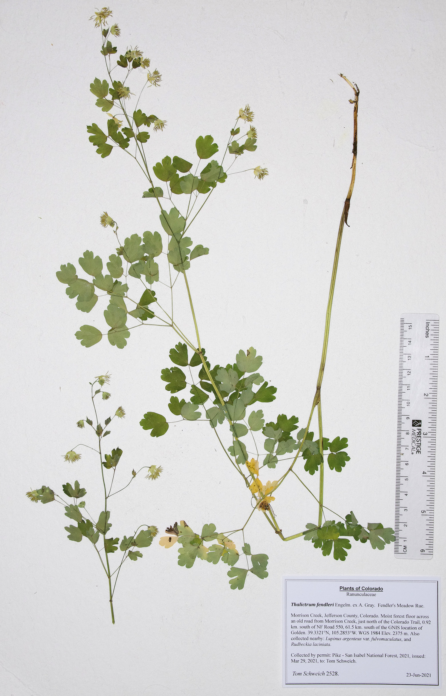 Ranunculaceae Thalictrum fendleri