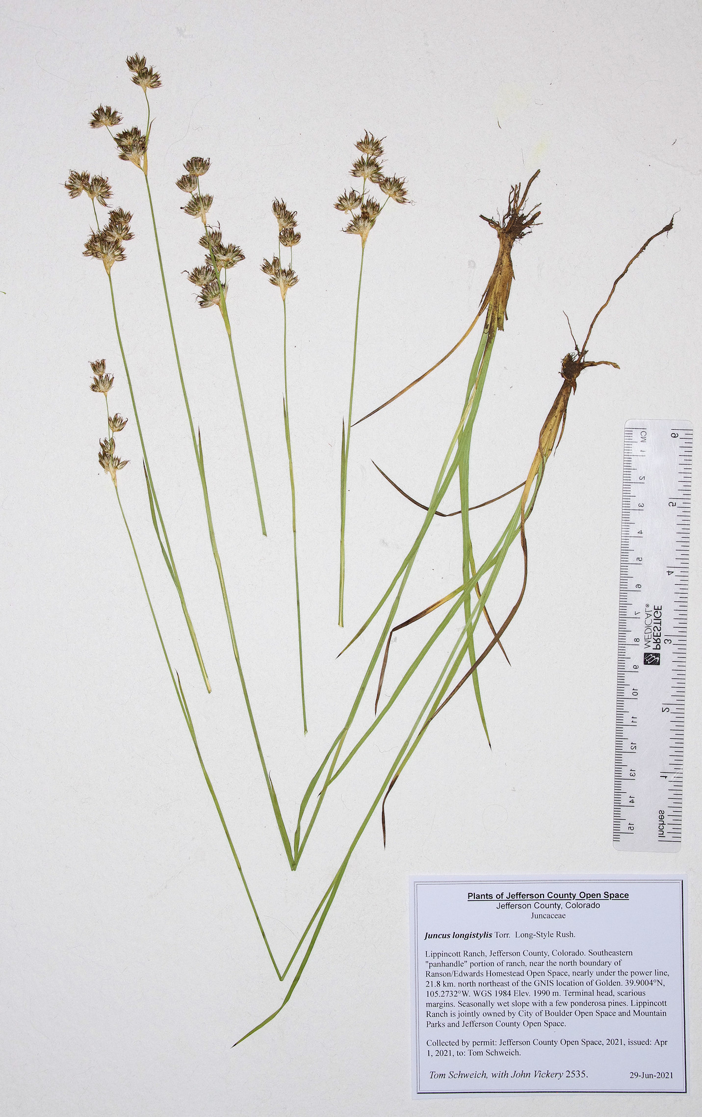 Juncaceae Juncus longistylis