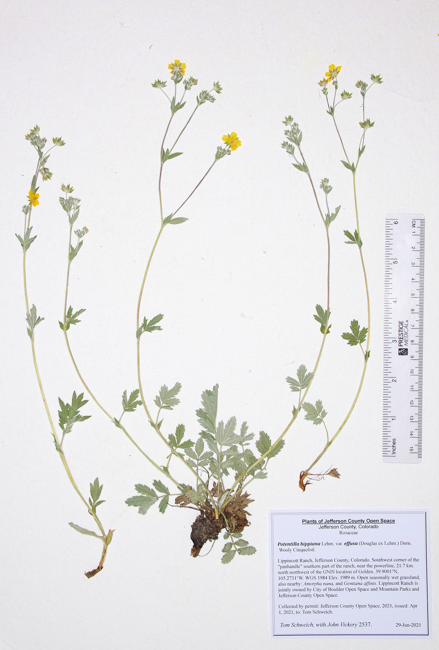 Rosaceae Potentilla hippiana effusa