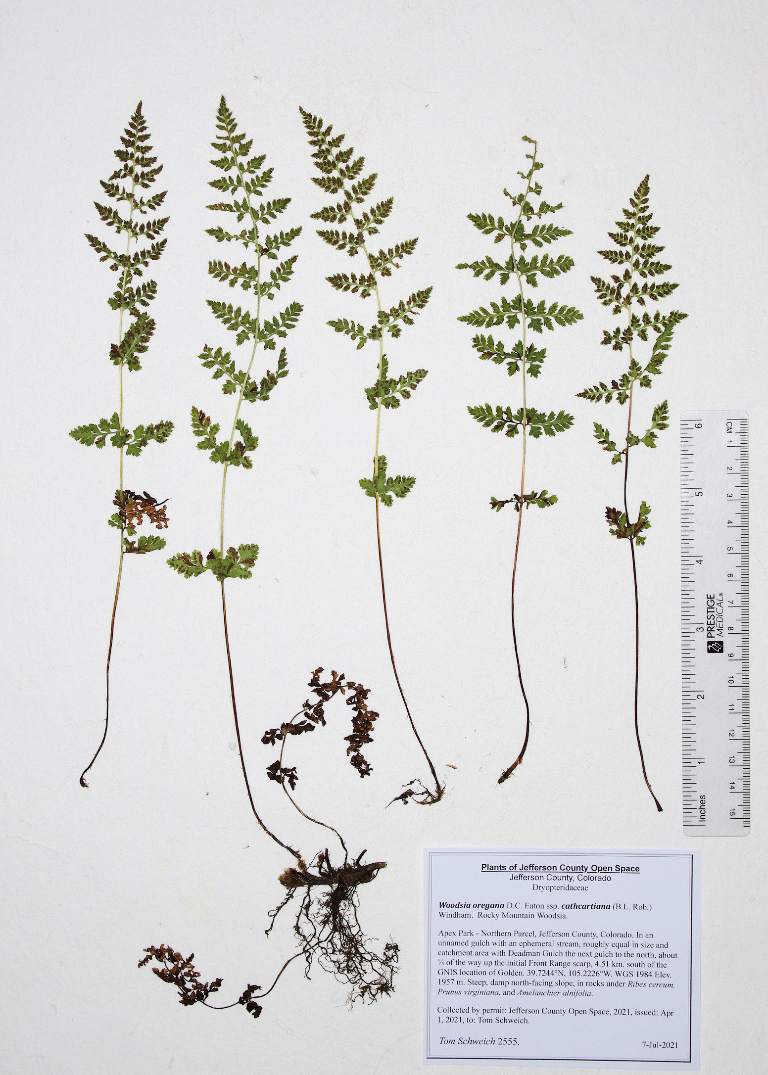 Dryopteridaceae Woodsia oregana cathcartiana