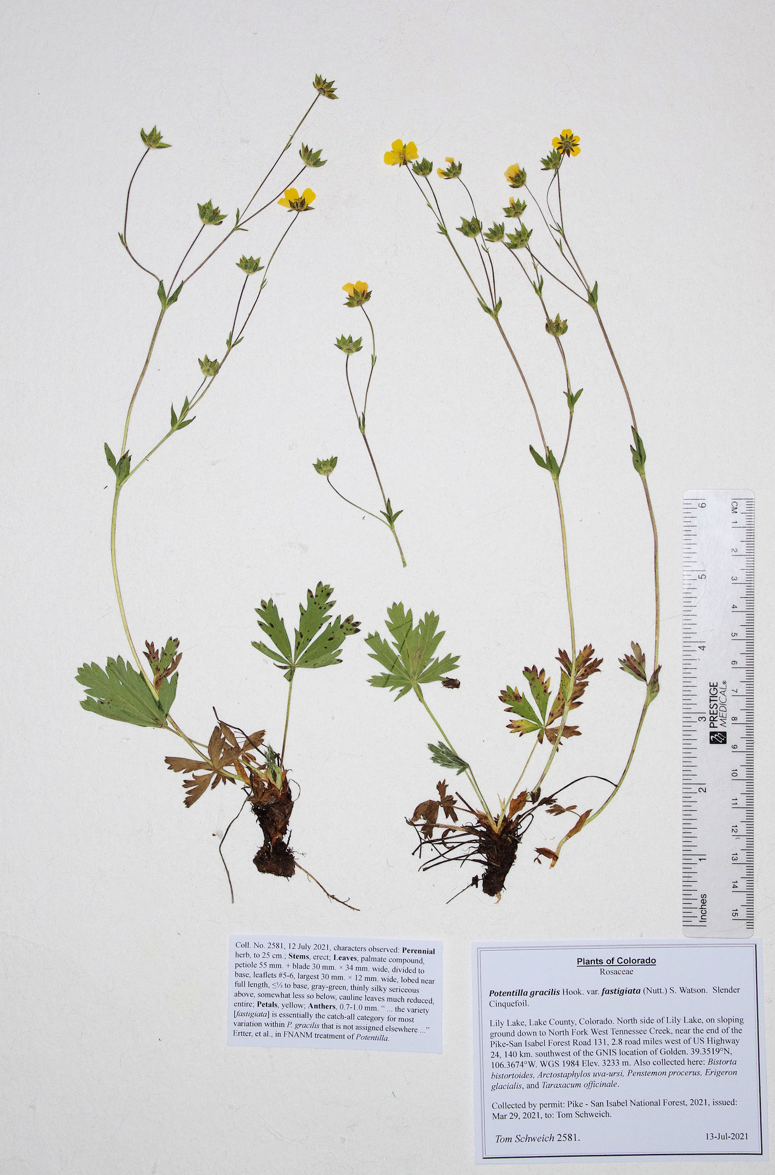 Rosaceae Potentilla gracilis fastigiata