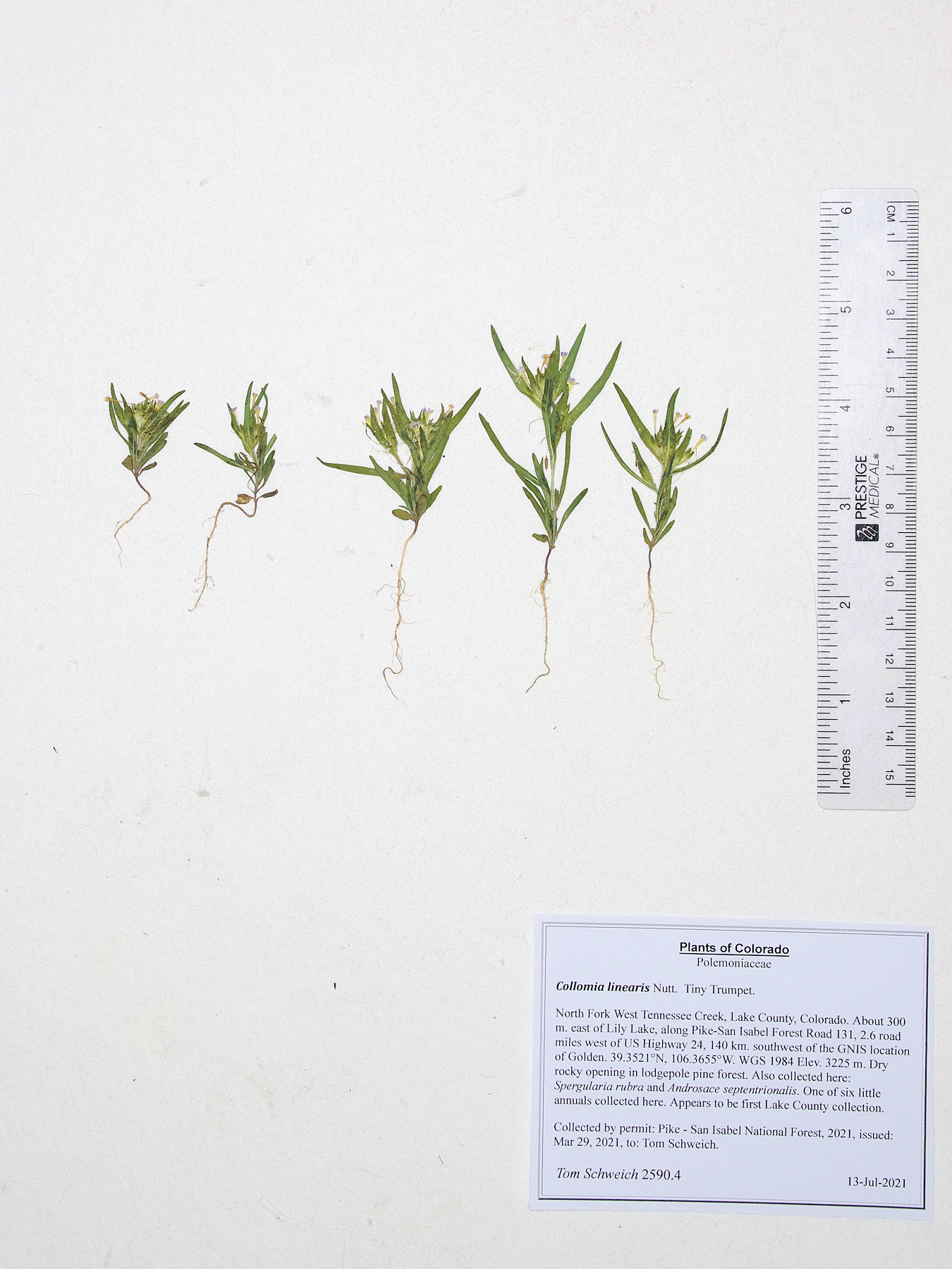 Polemoniaceae Collomia linearis