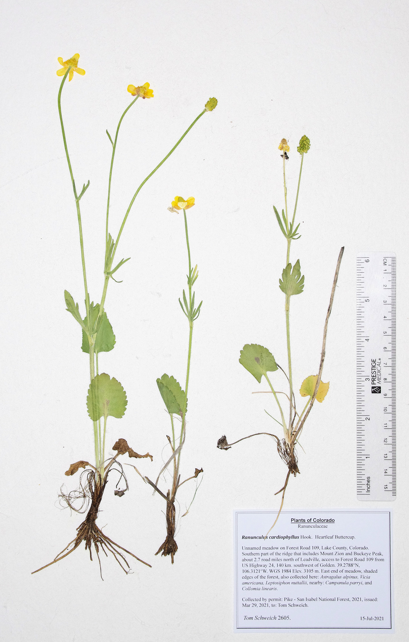 Ranunculaceae Ranunculus cardiophyllus