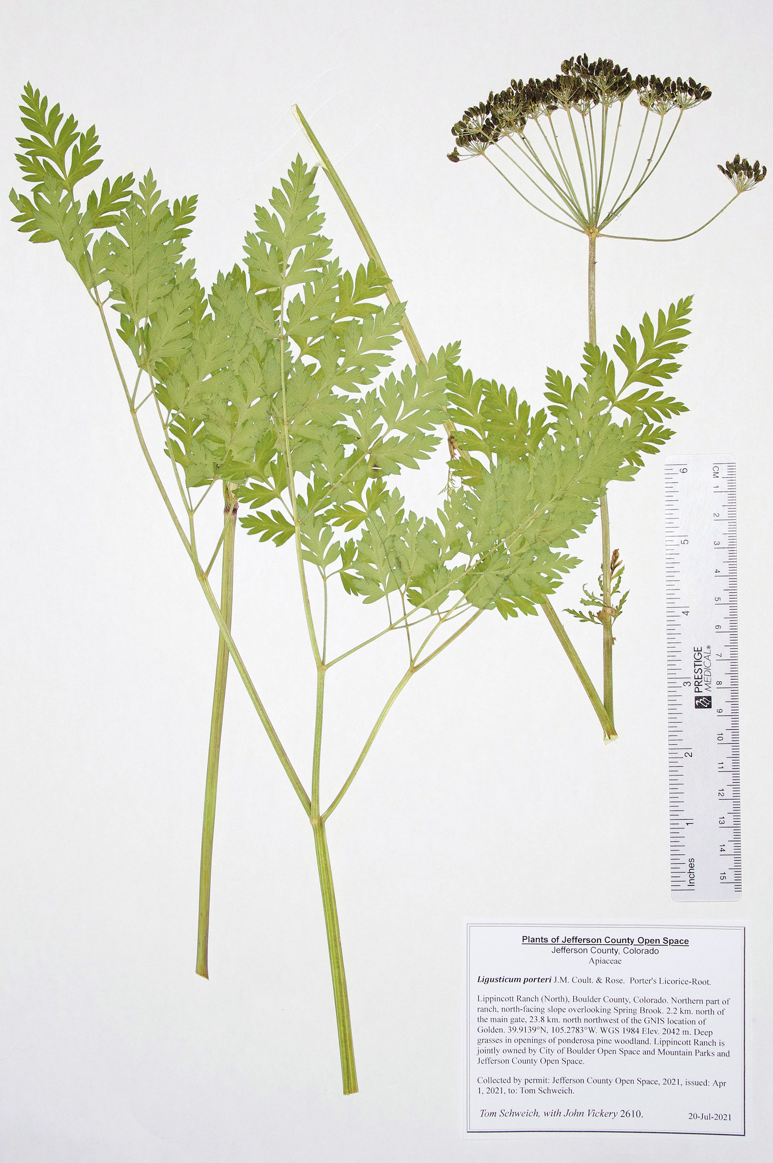 Apiaceae Ligusticum porteri