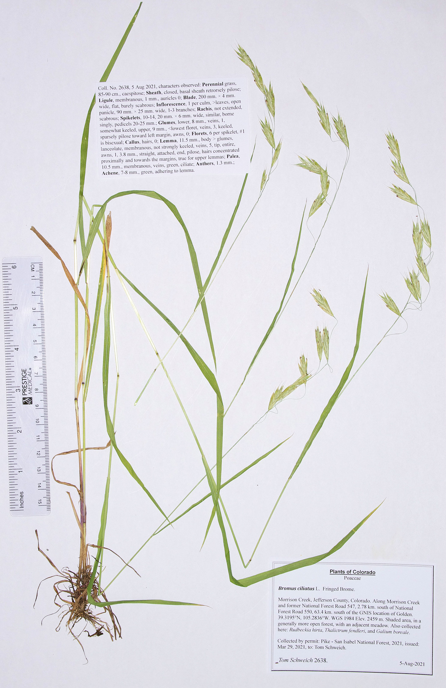 Poaceae Bromus ciliatus